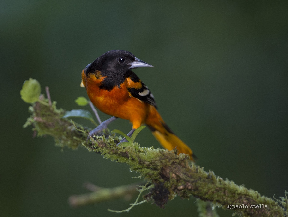 Baltimore Oriole