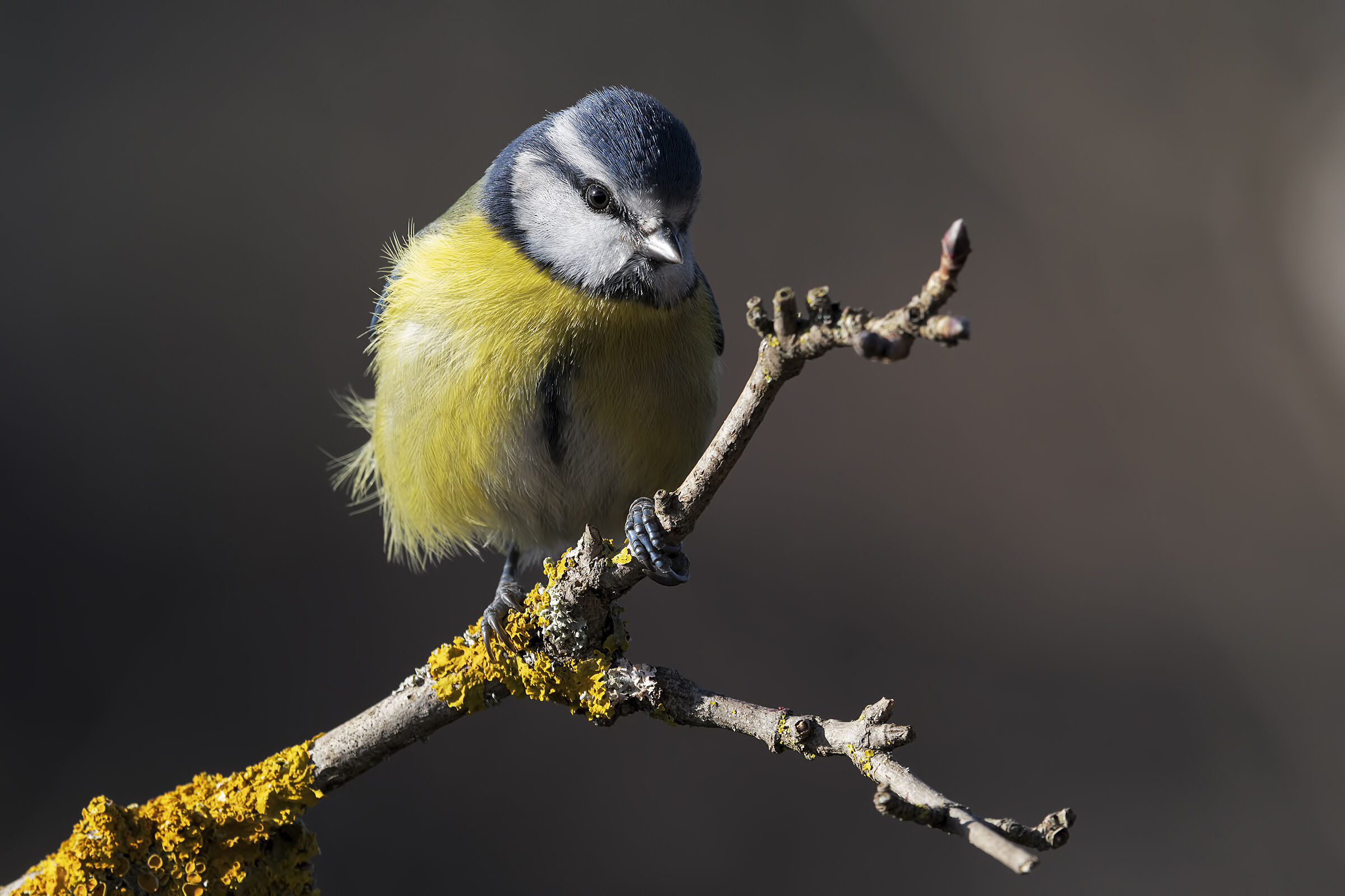 Cinciarella nel vento