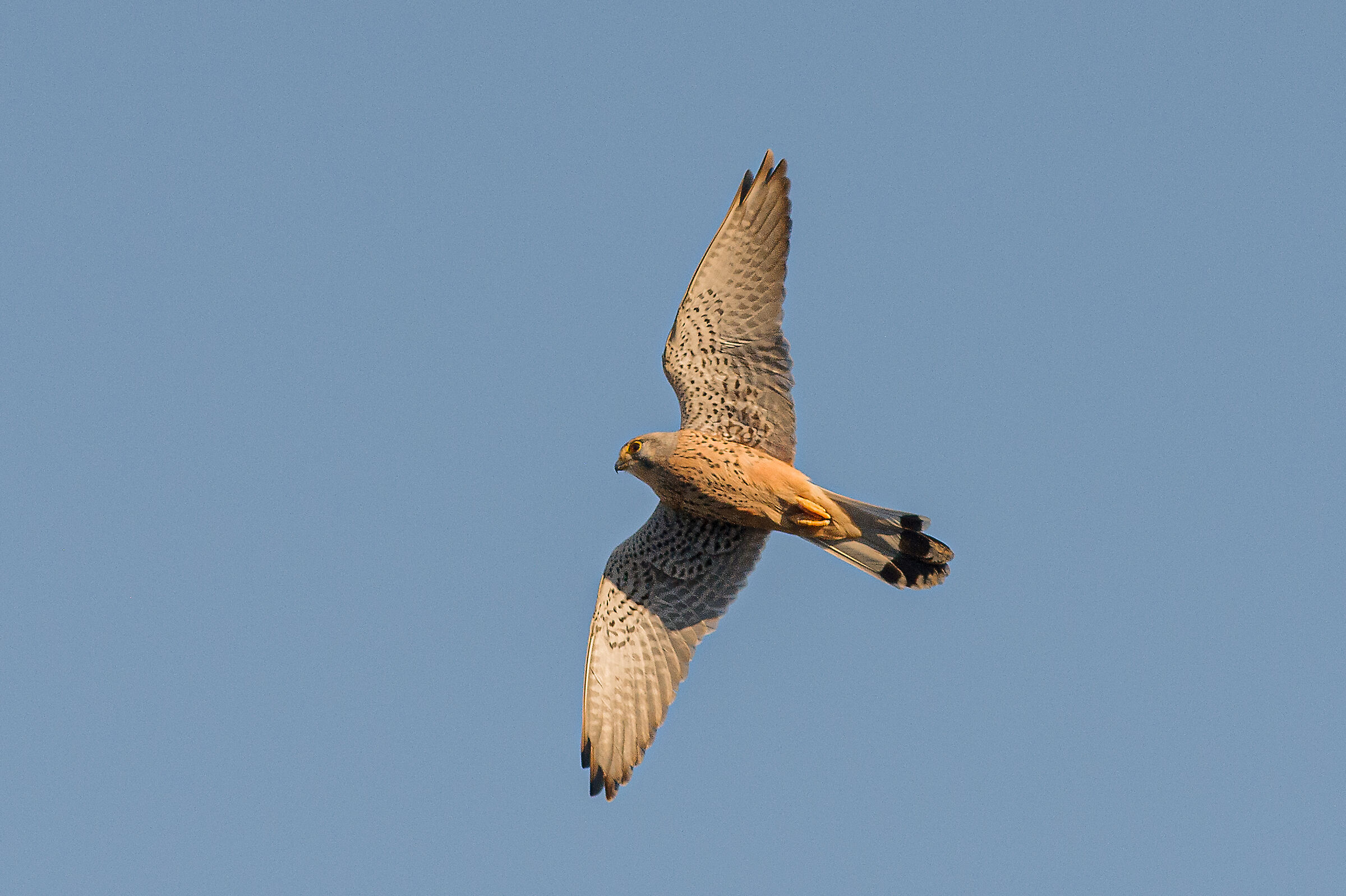 Kestrel