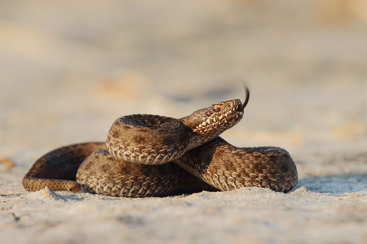 Vipera ursinii
