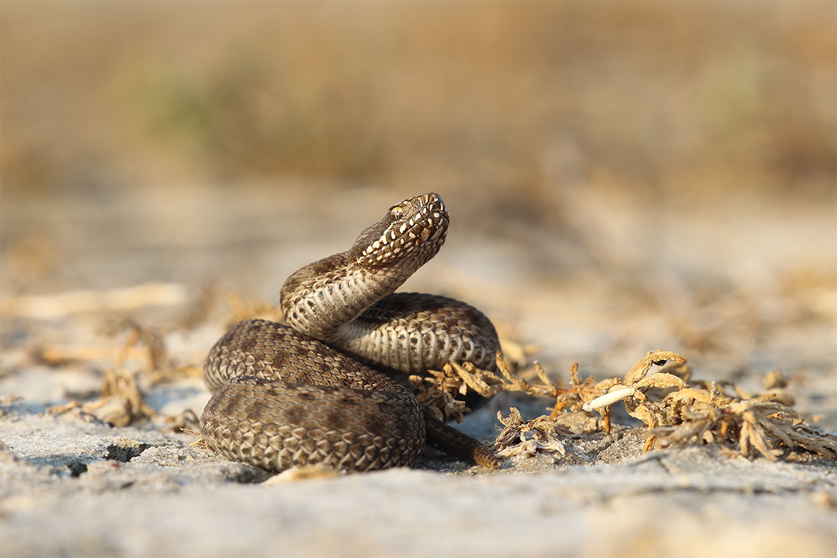 Vipera ursinii