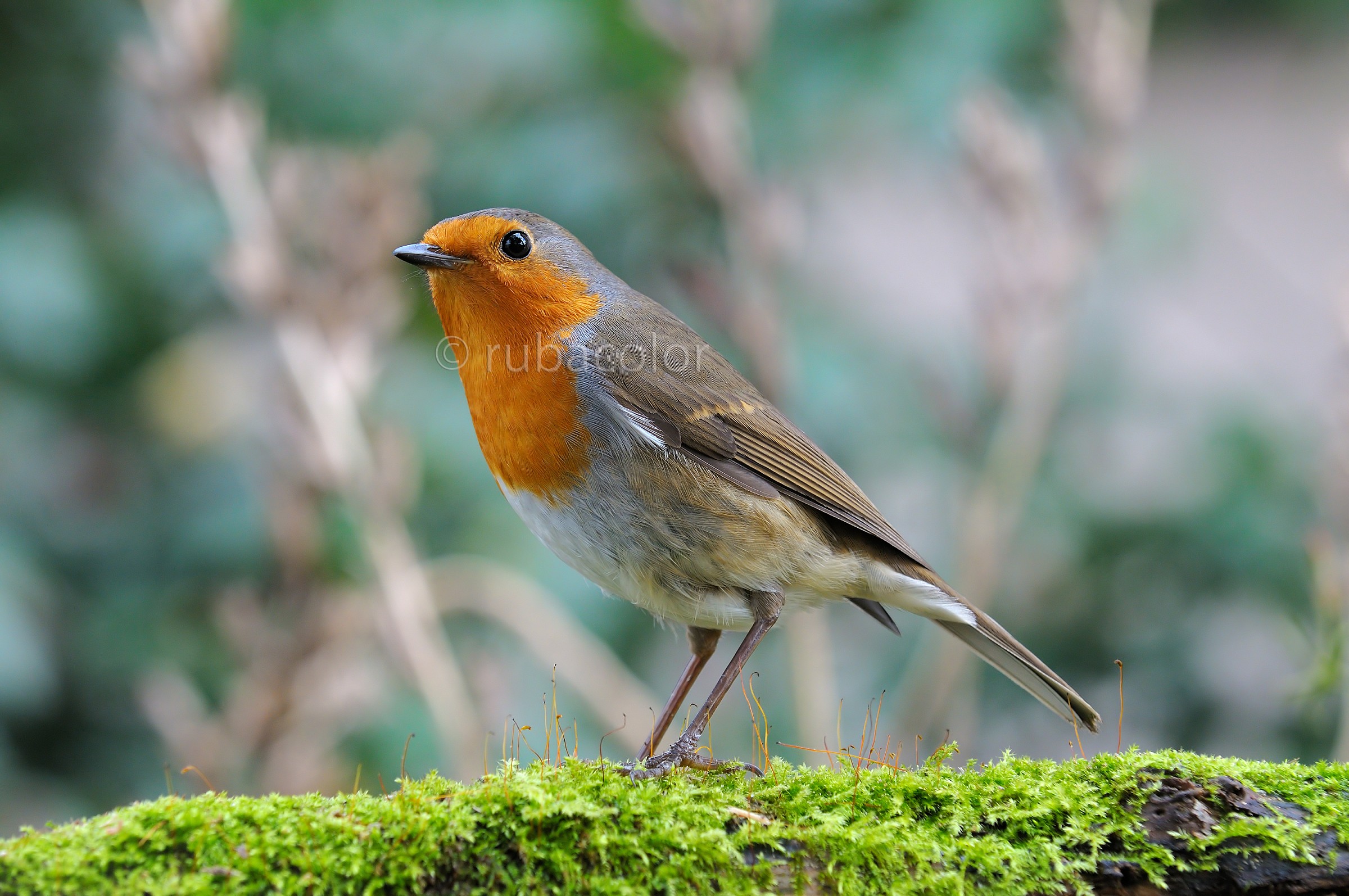 Il signor Pettirosso