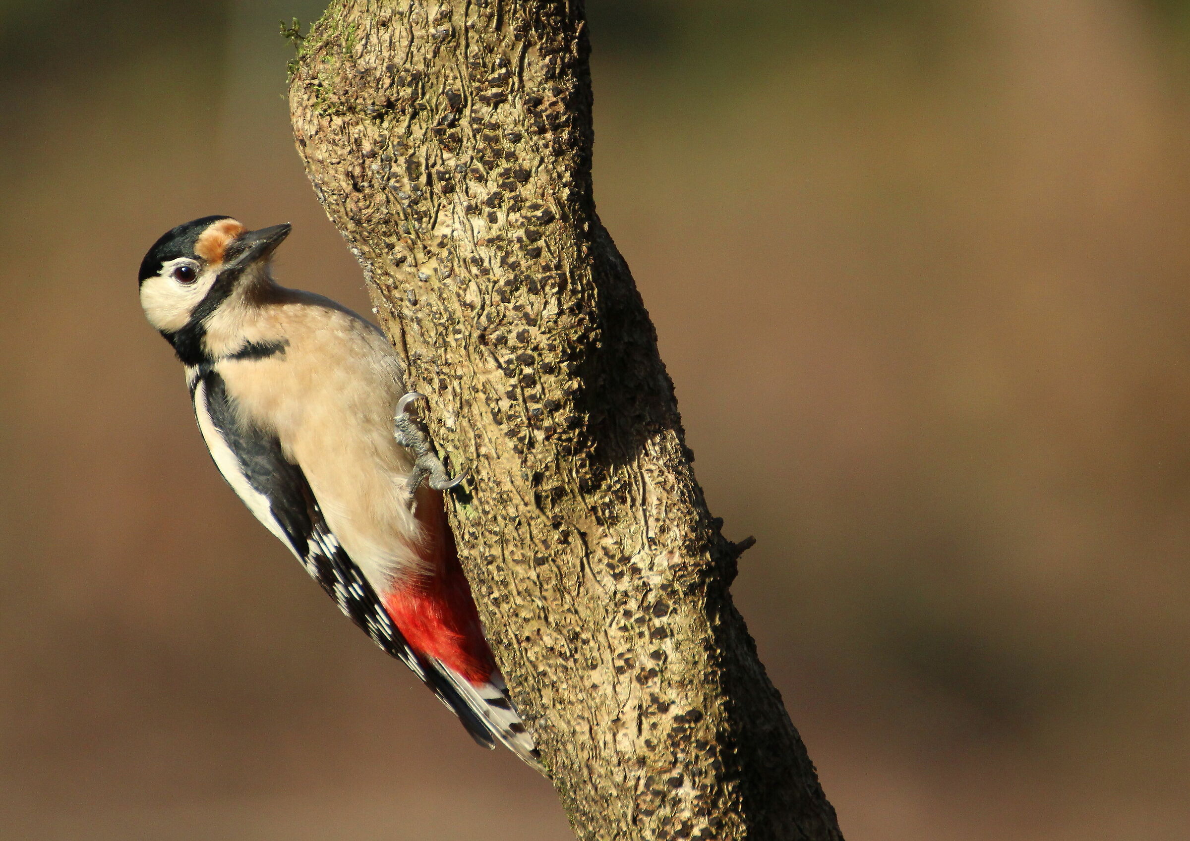 Picchio rosso maggiore