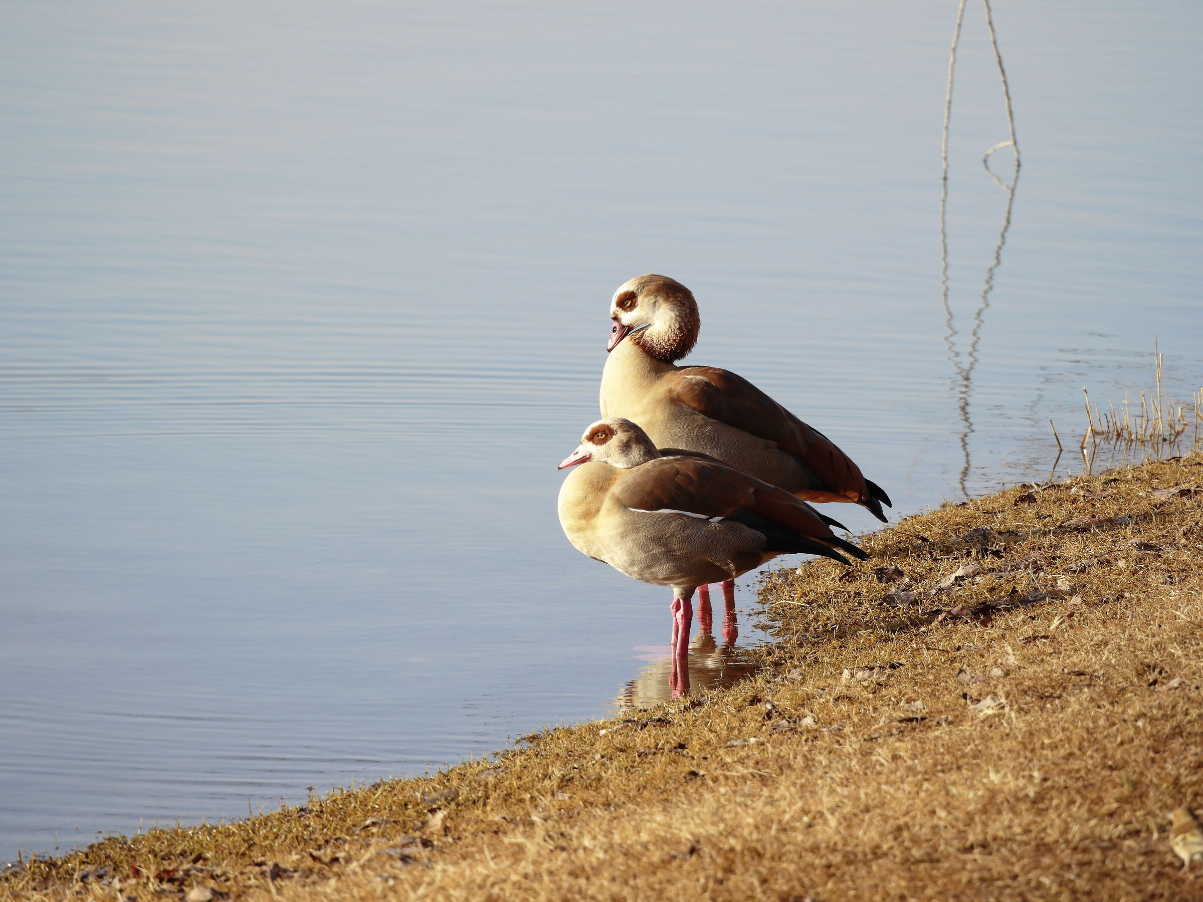 One January morning at Curiel Lakes - Campogalliano