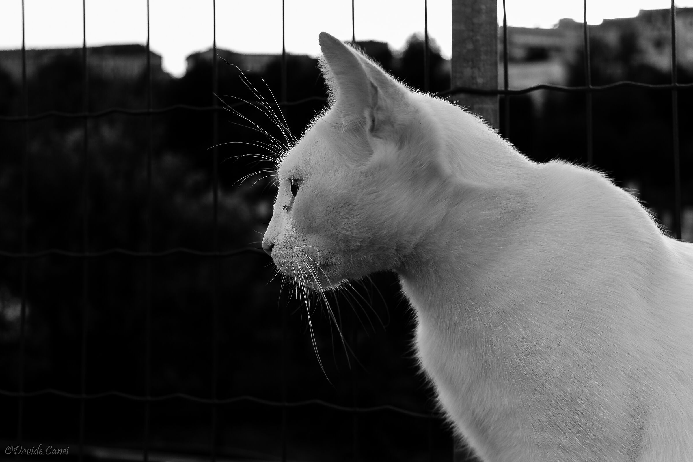 White Cat