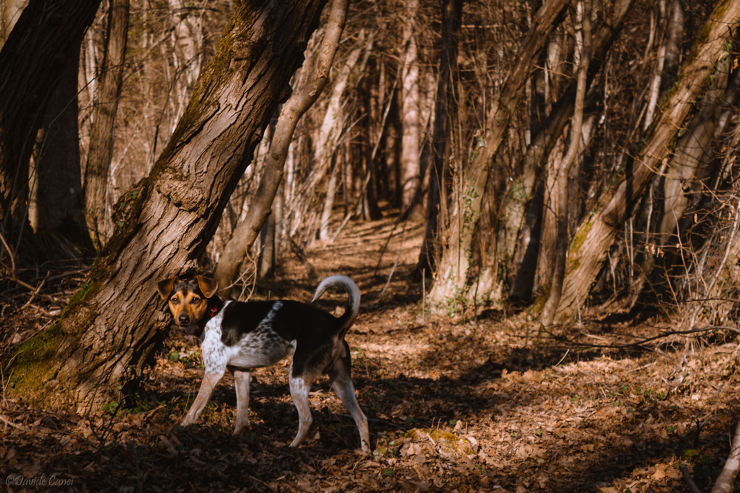 I'm the King of the Woods