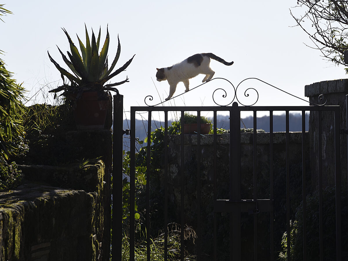 the cat on the burning iron