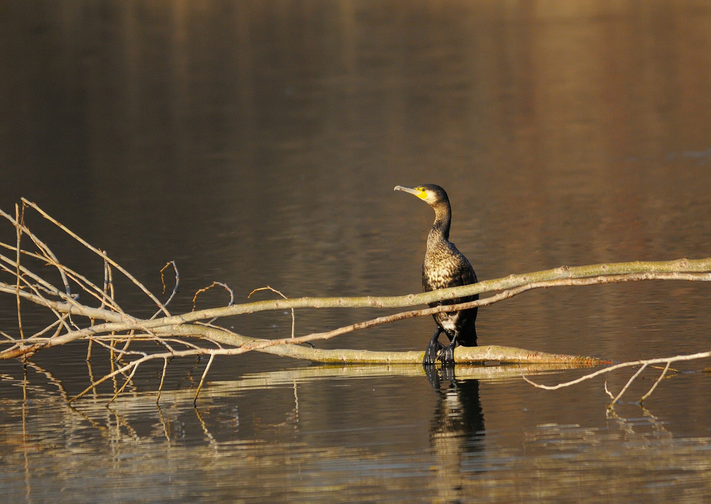 Cormorano