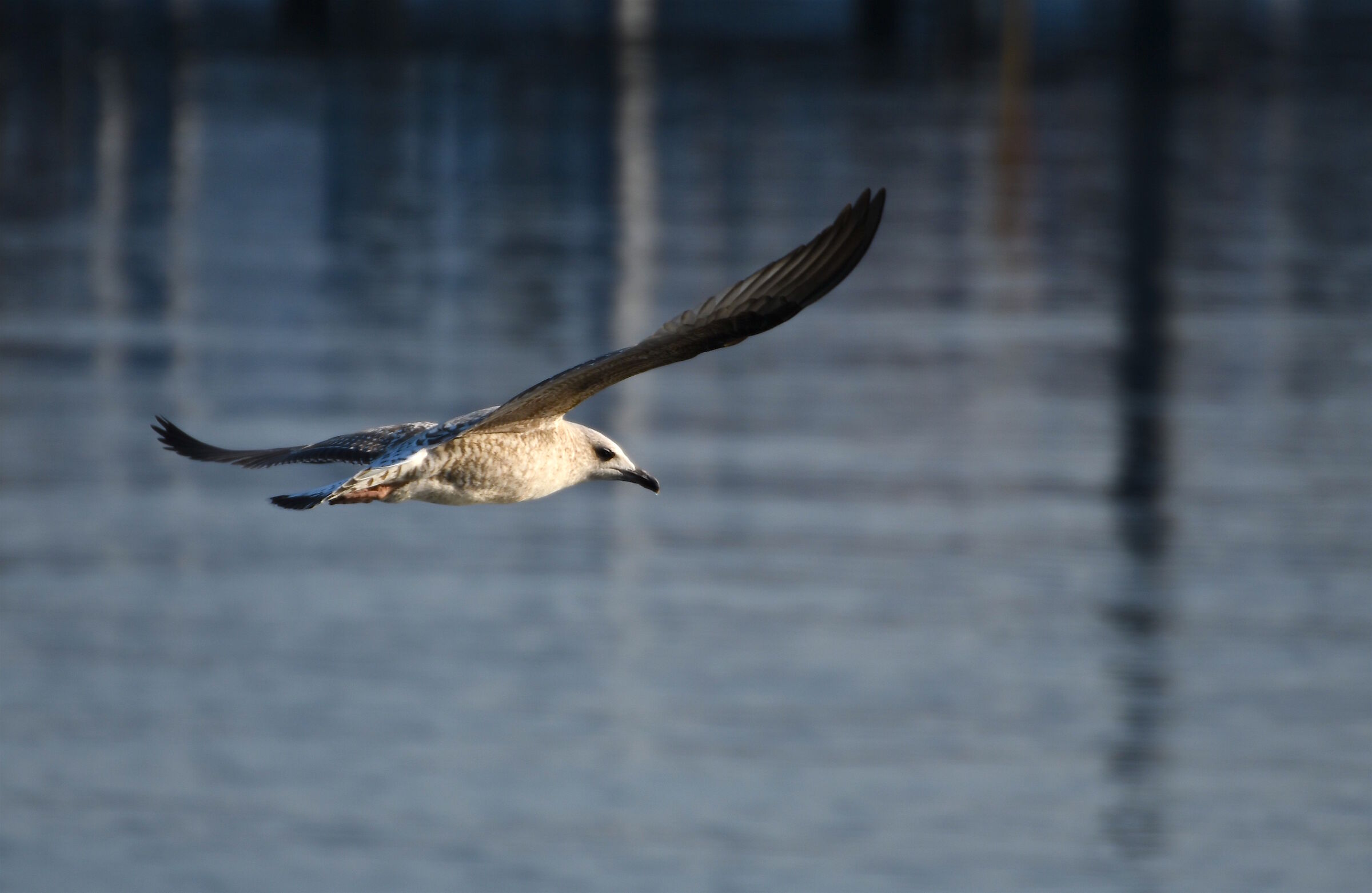 Vola in libertà...vola con la fantasia...