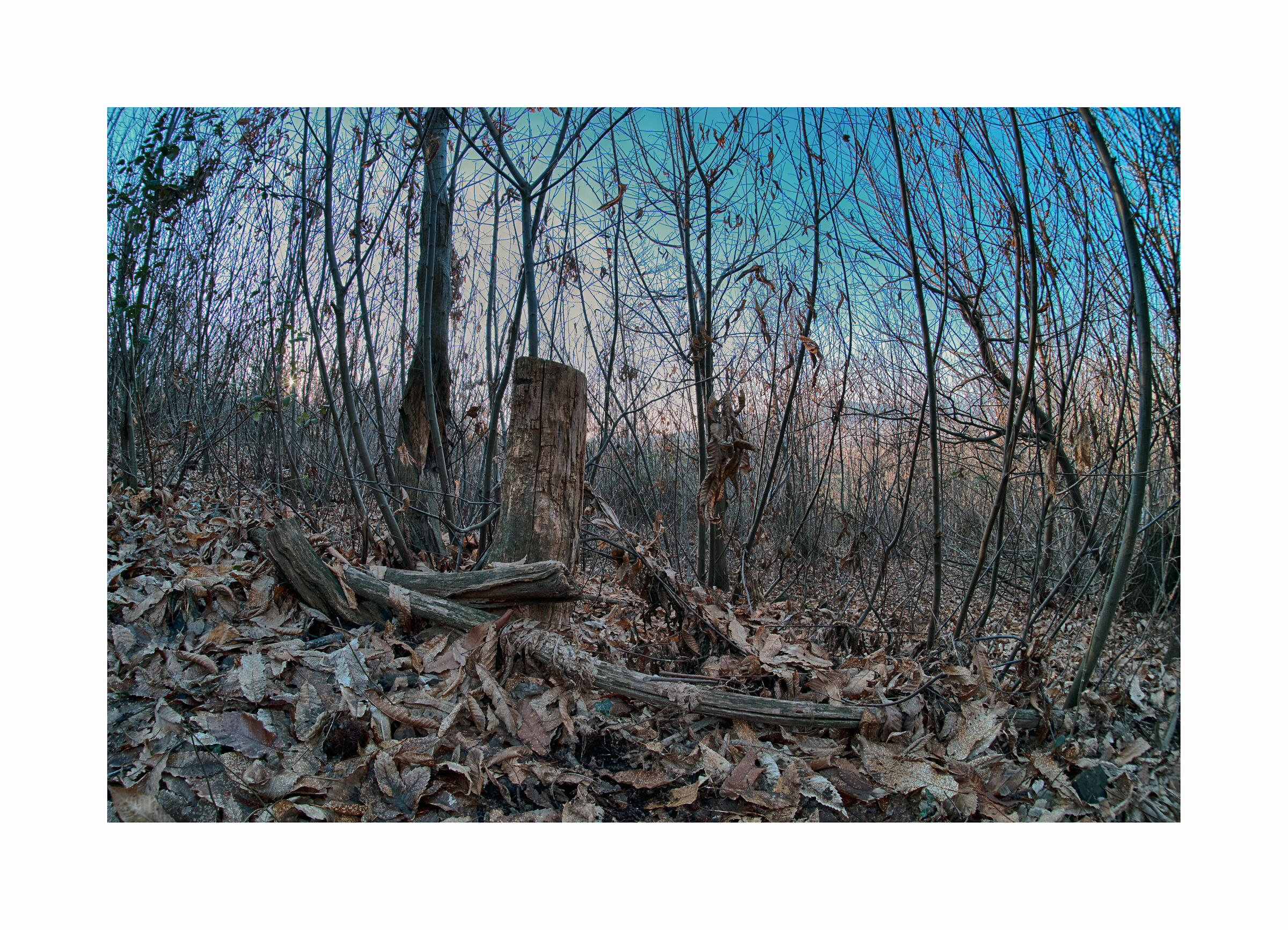 Il bosco quando lascia l'autunno