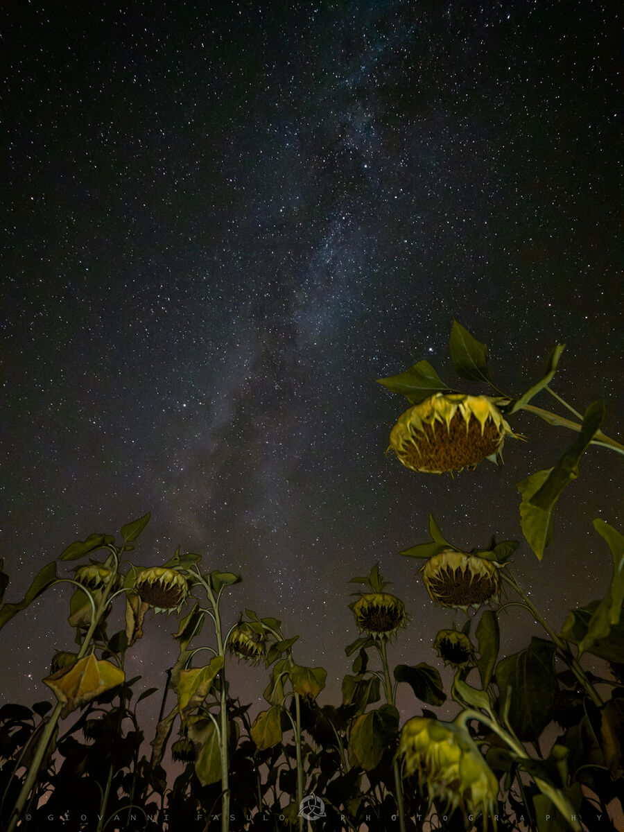 A midsummer night's dream