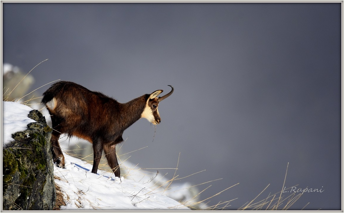 Camoscio unicorno1