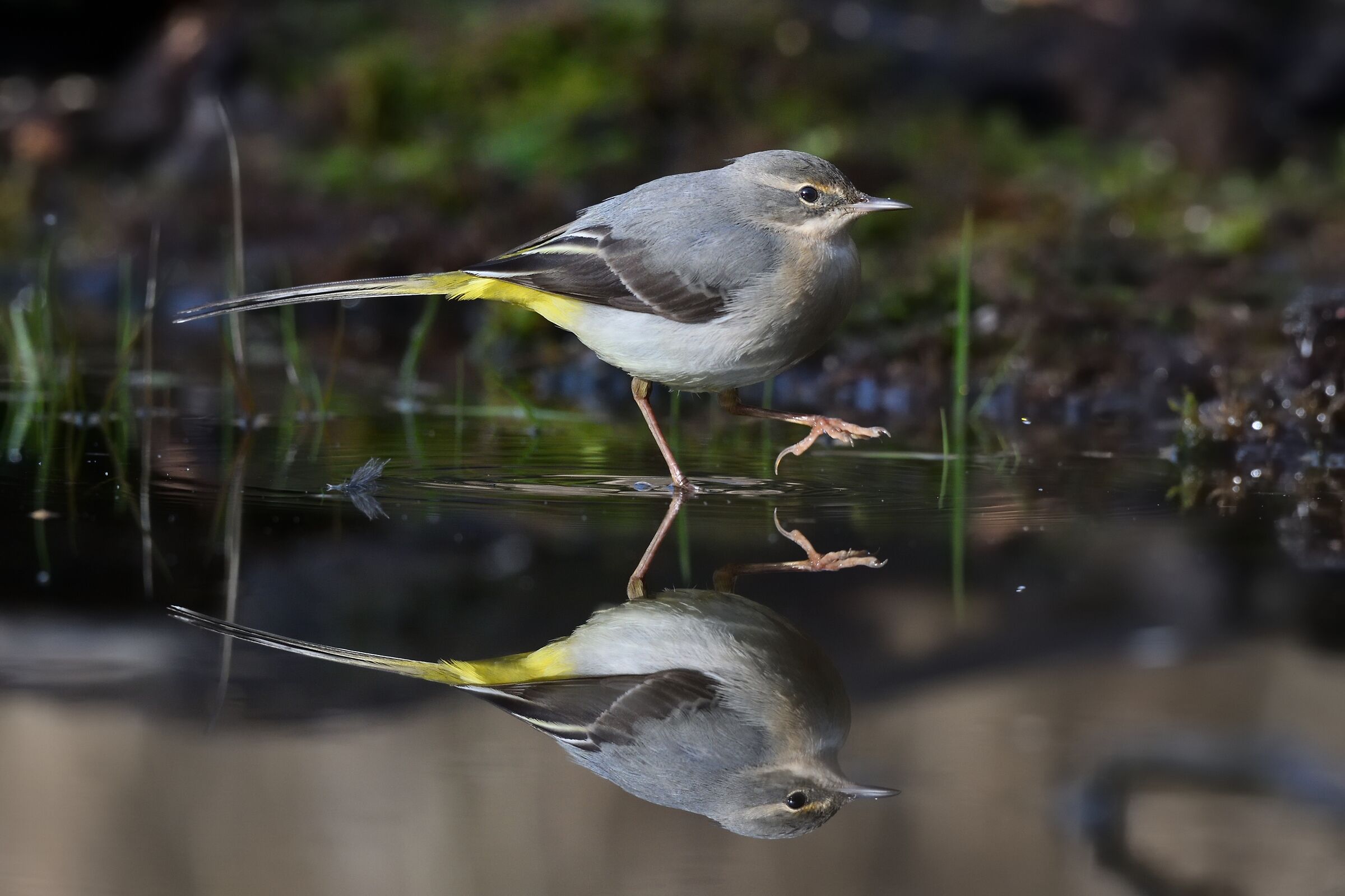 what's the real one?