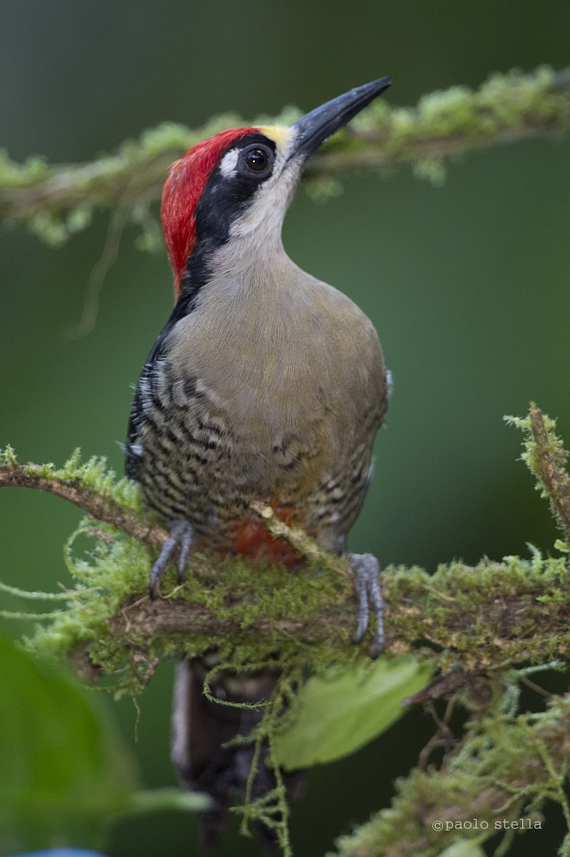 Red-bellied Woodpecker