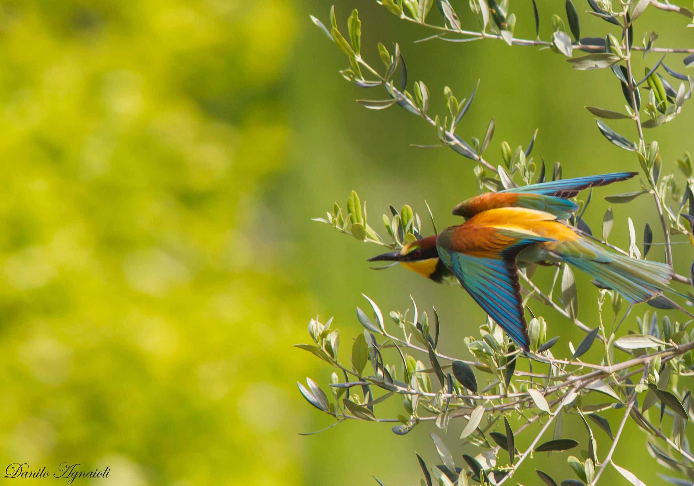 The multicolors of the Gruccione (Summer 2019)