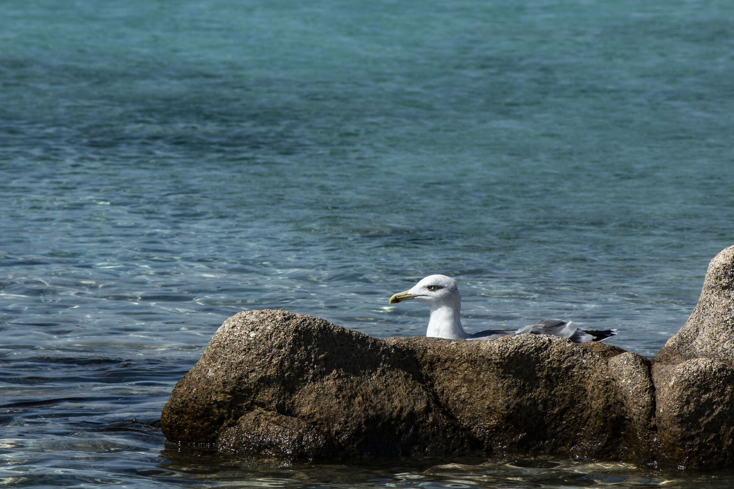 Gabbiano dell'arcipelago della Maddalena