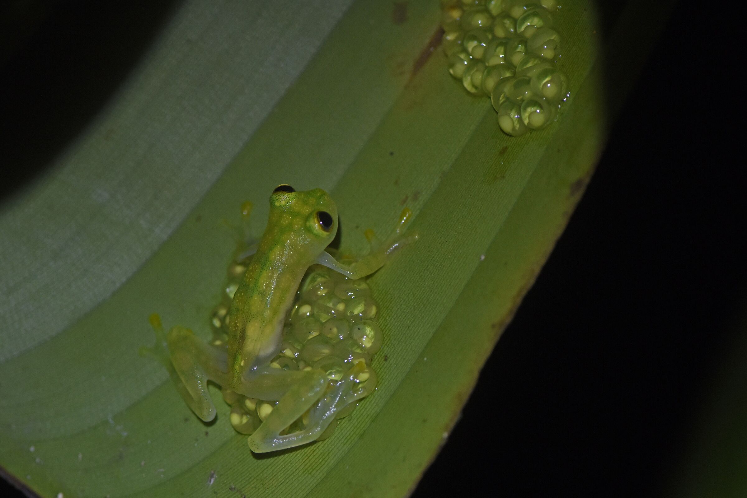 Reticulated glass frog