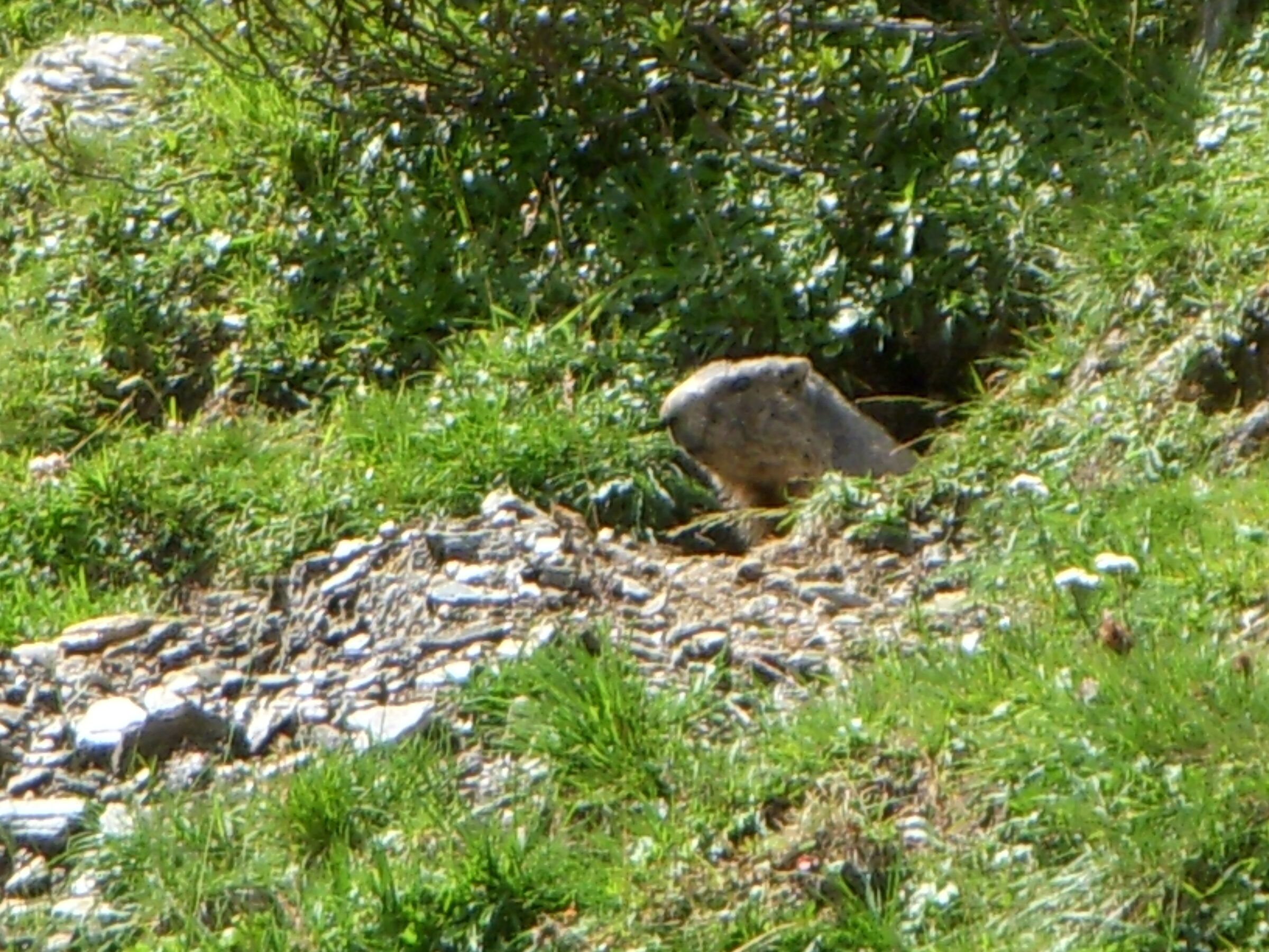 Marmot