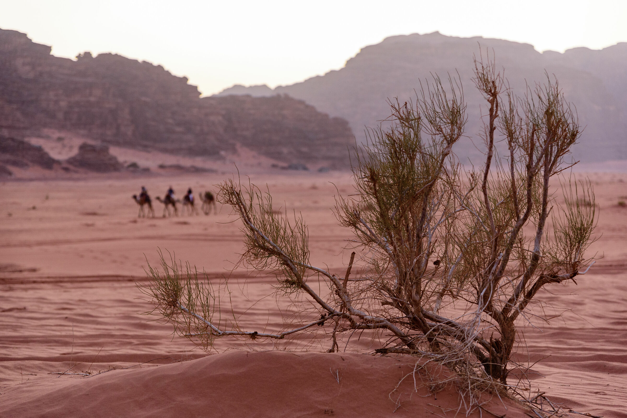wadi rum