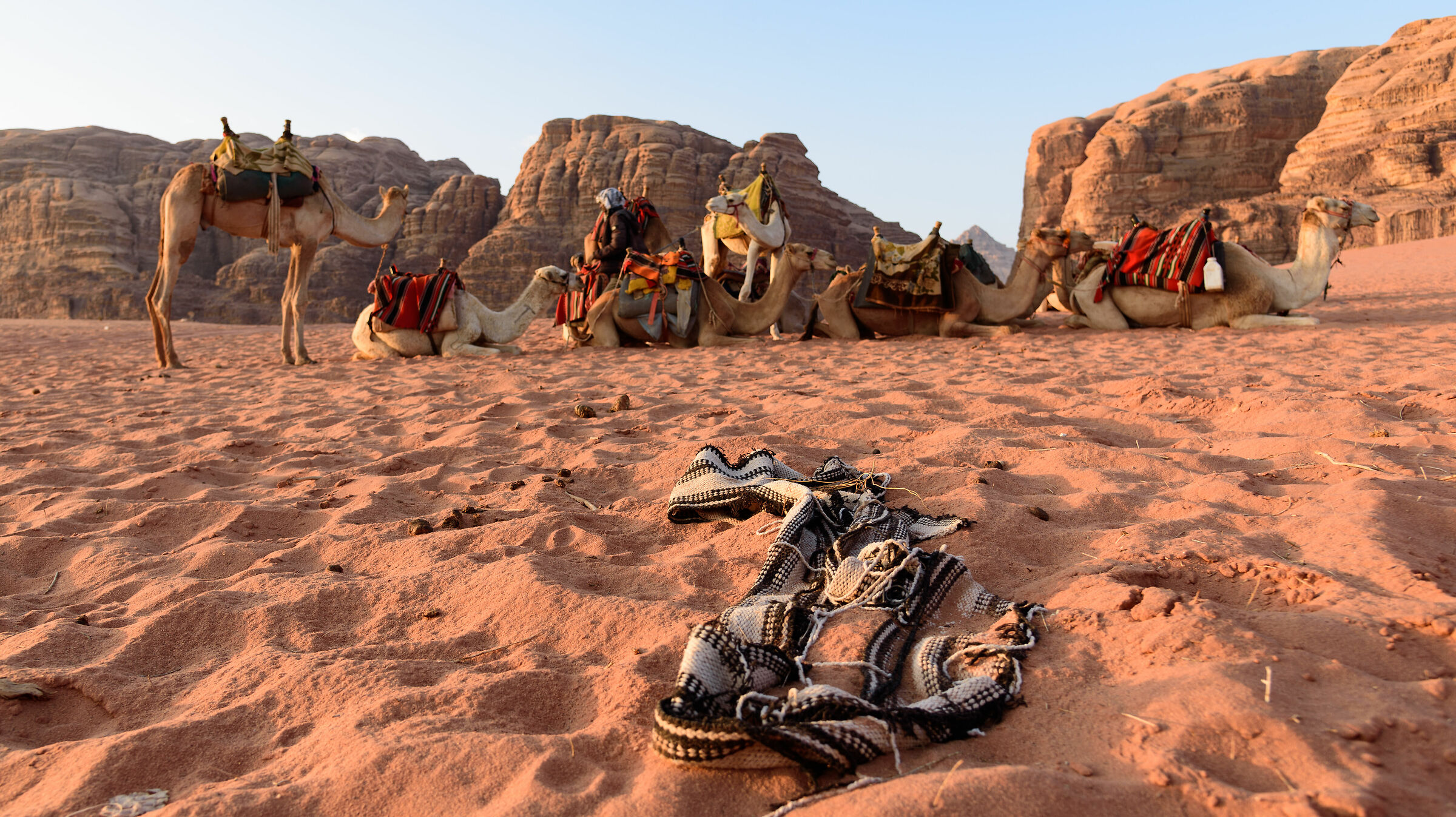 cammellata nel wadi rum