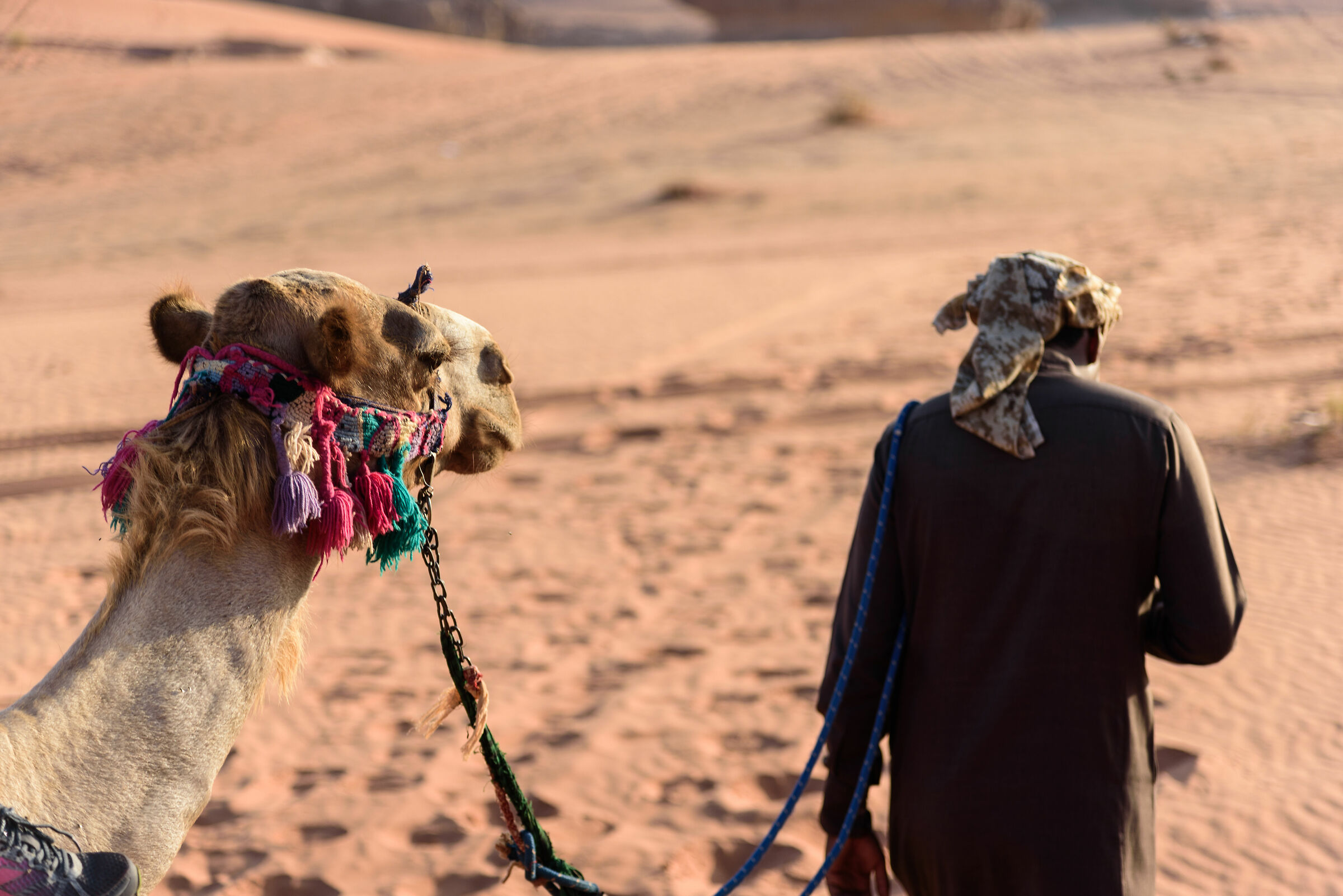 cammellata nel wadi rum