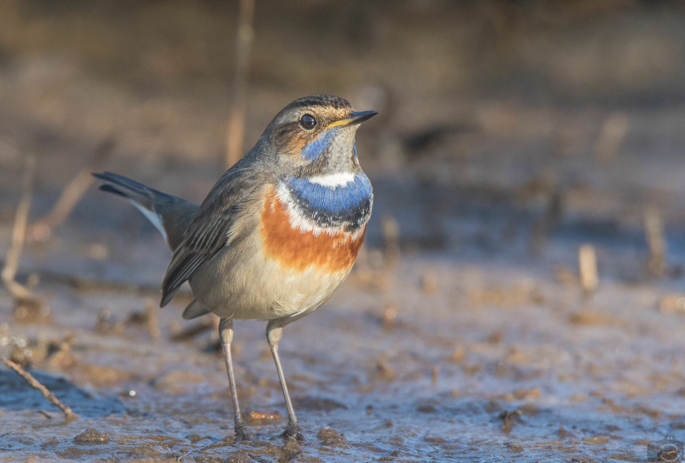 My first pettazzurro.