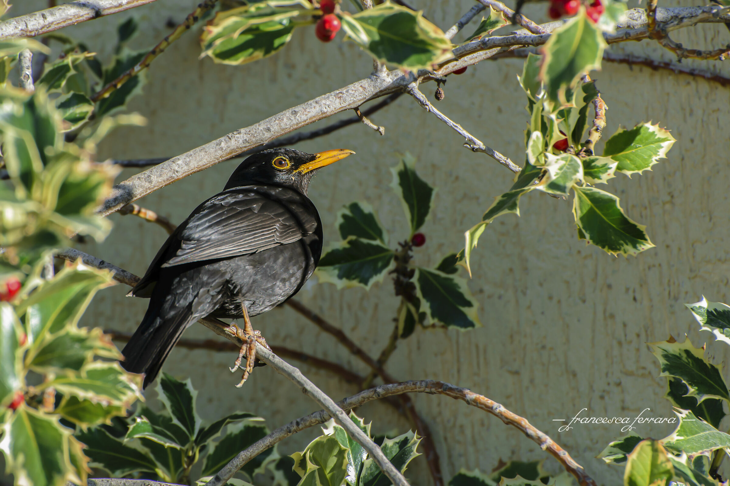 Merlo (Turdus Merula)