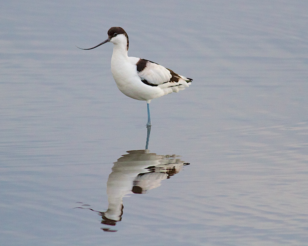 Avocetta