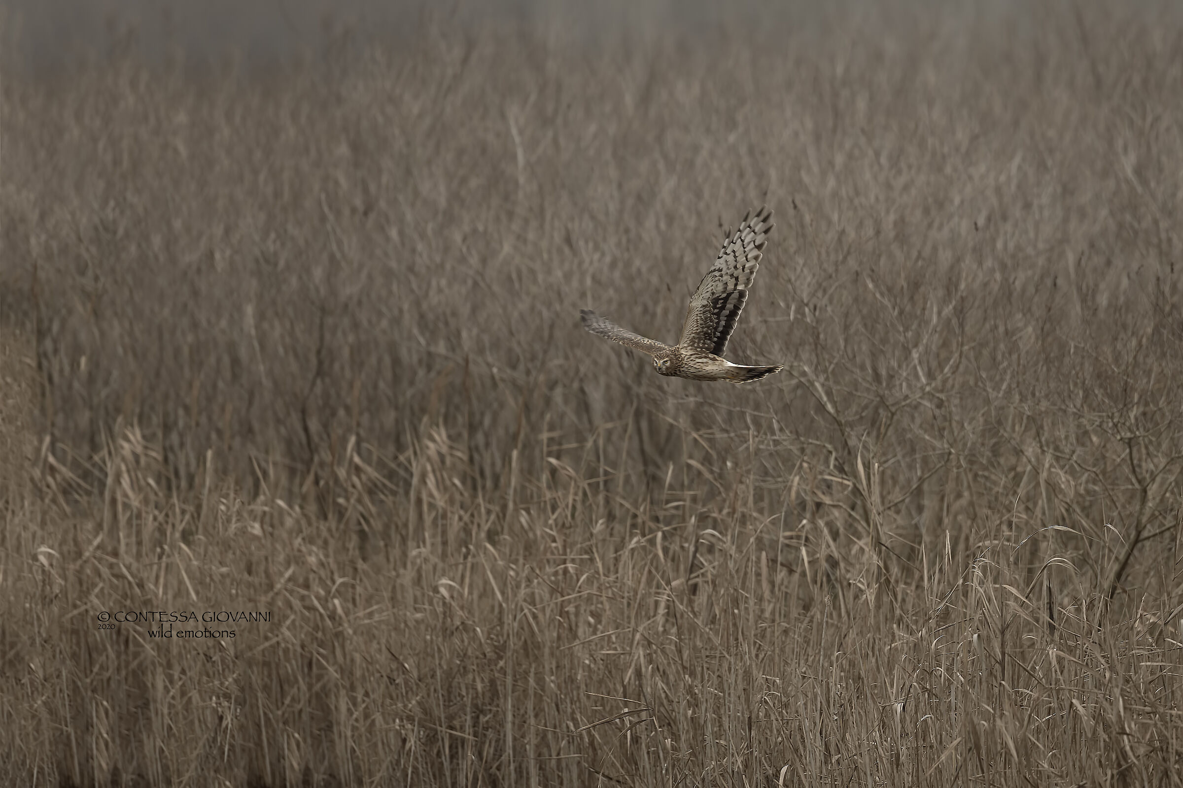 Albanella reale ambientata