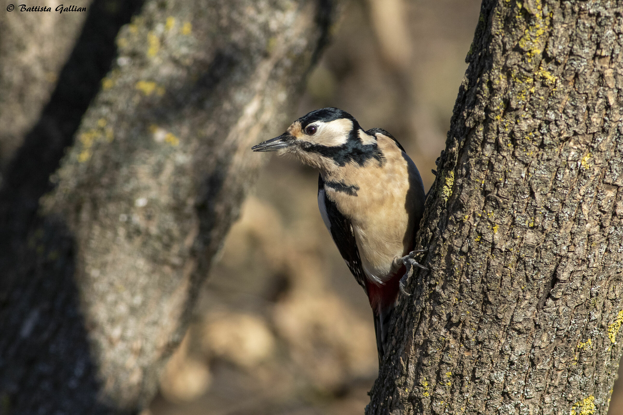 picchio rosso maggiore
