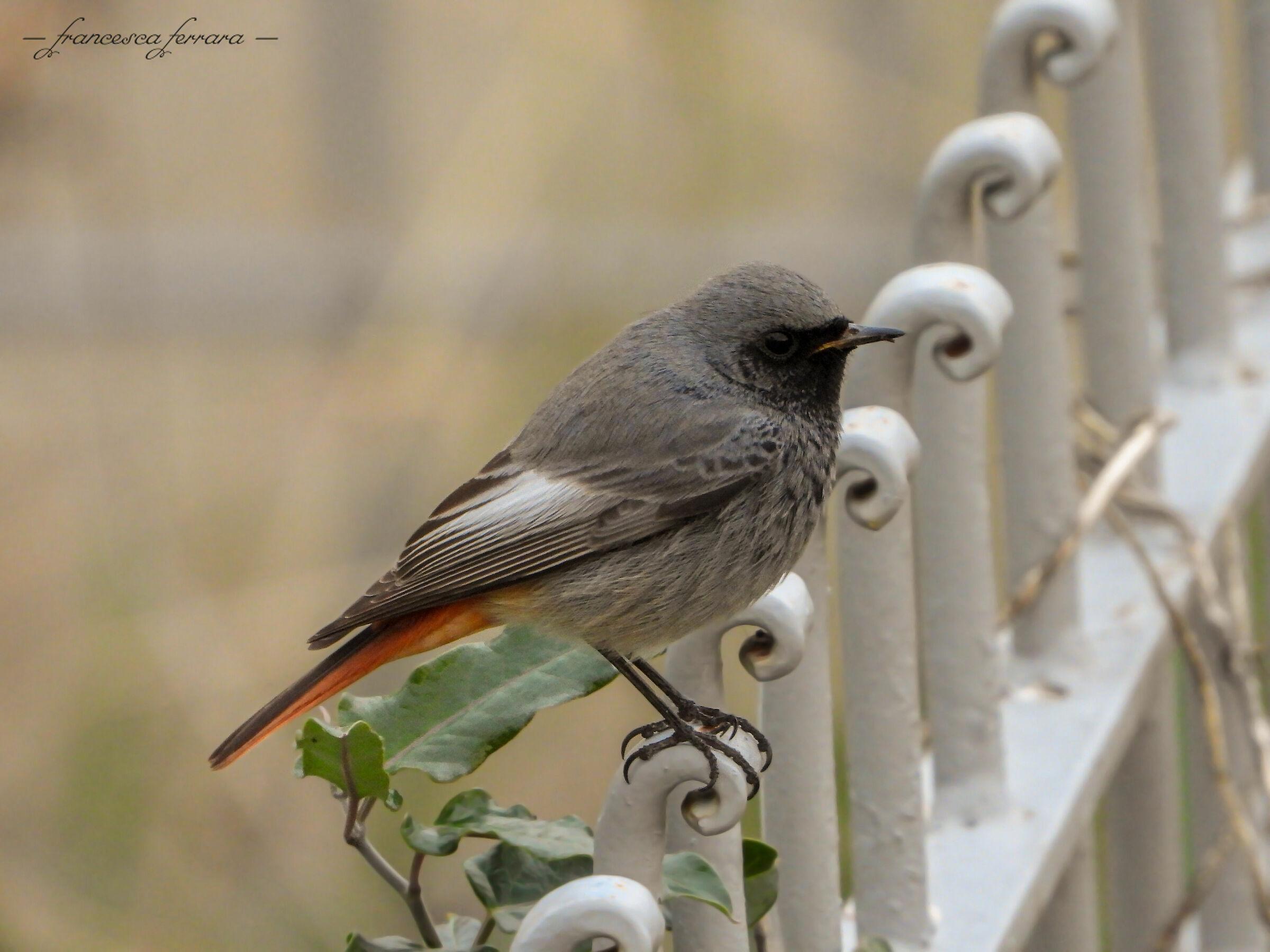 Codirosso Spazzacamino (Phoenicurus Ochruros)