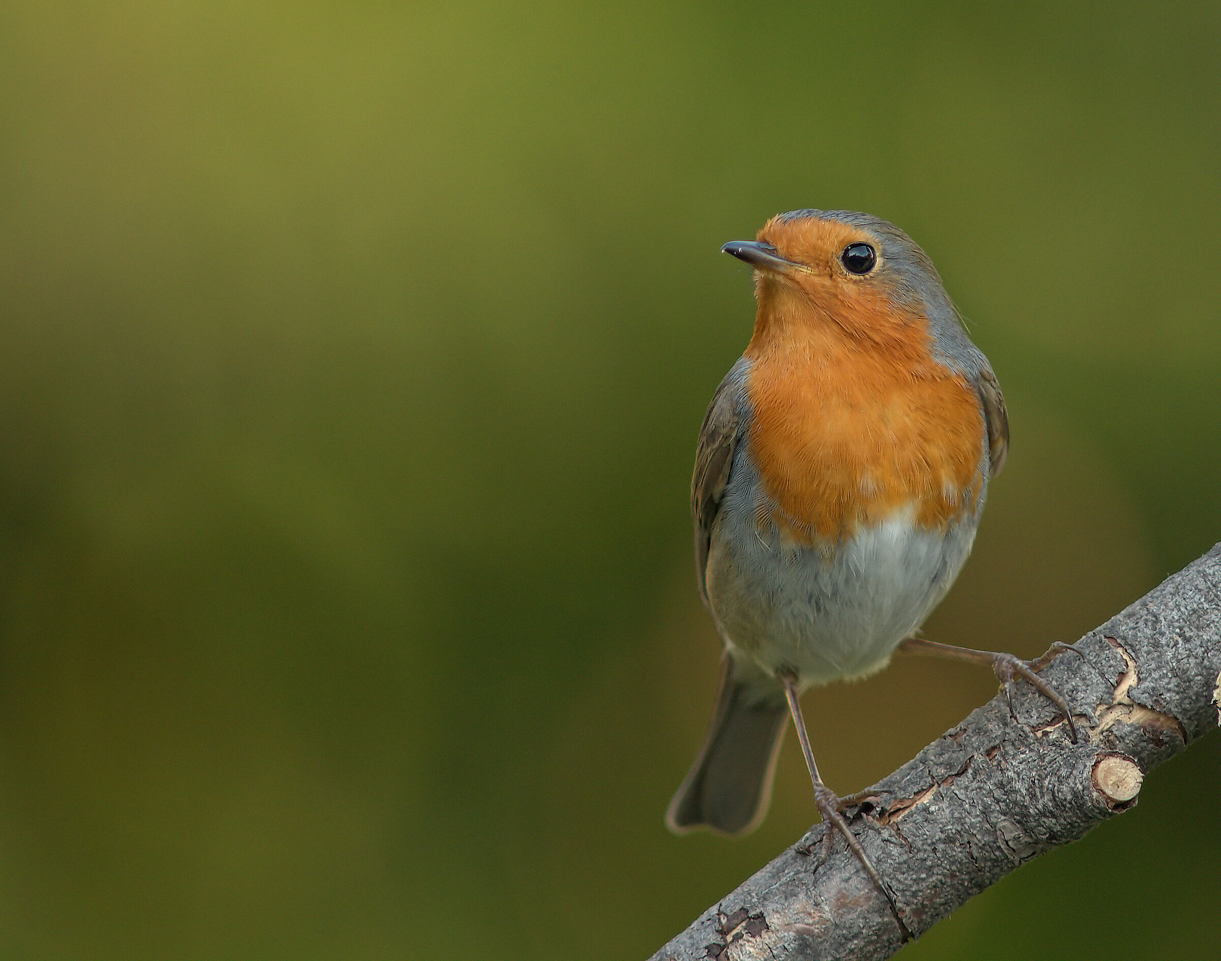 Robin