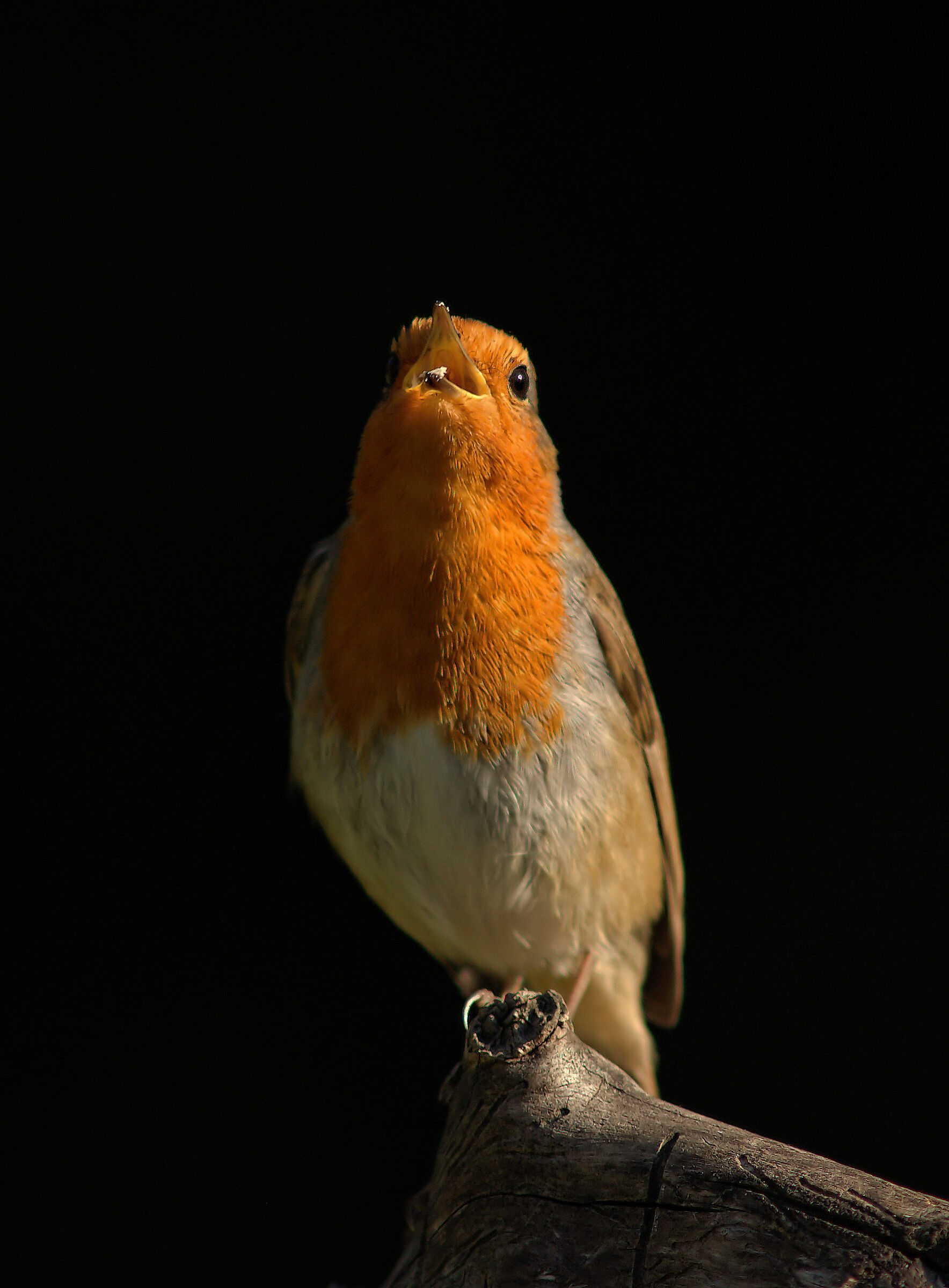 Robin