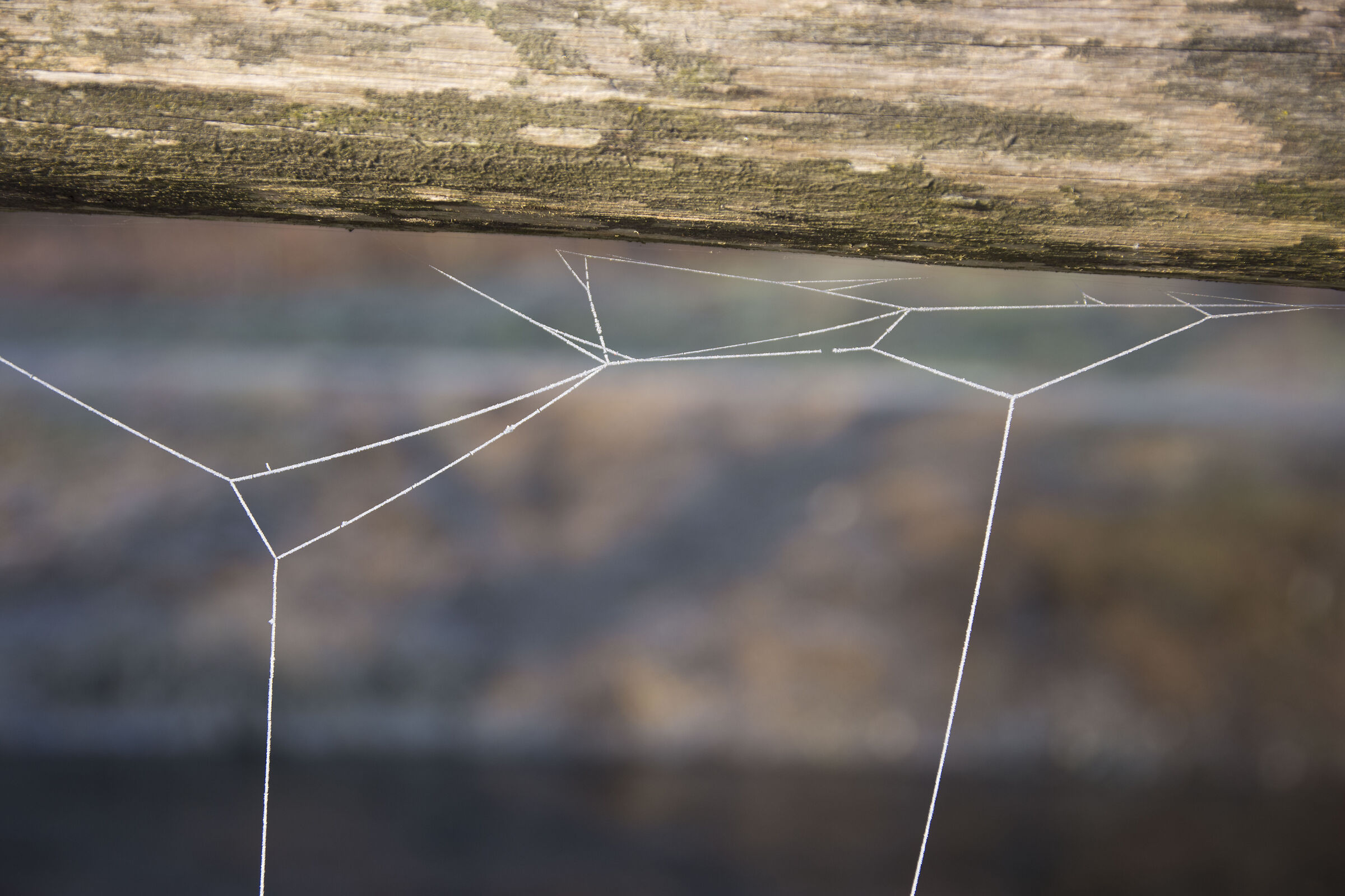 the best tailor in the world, also works in frost.