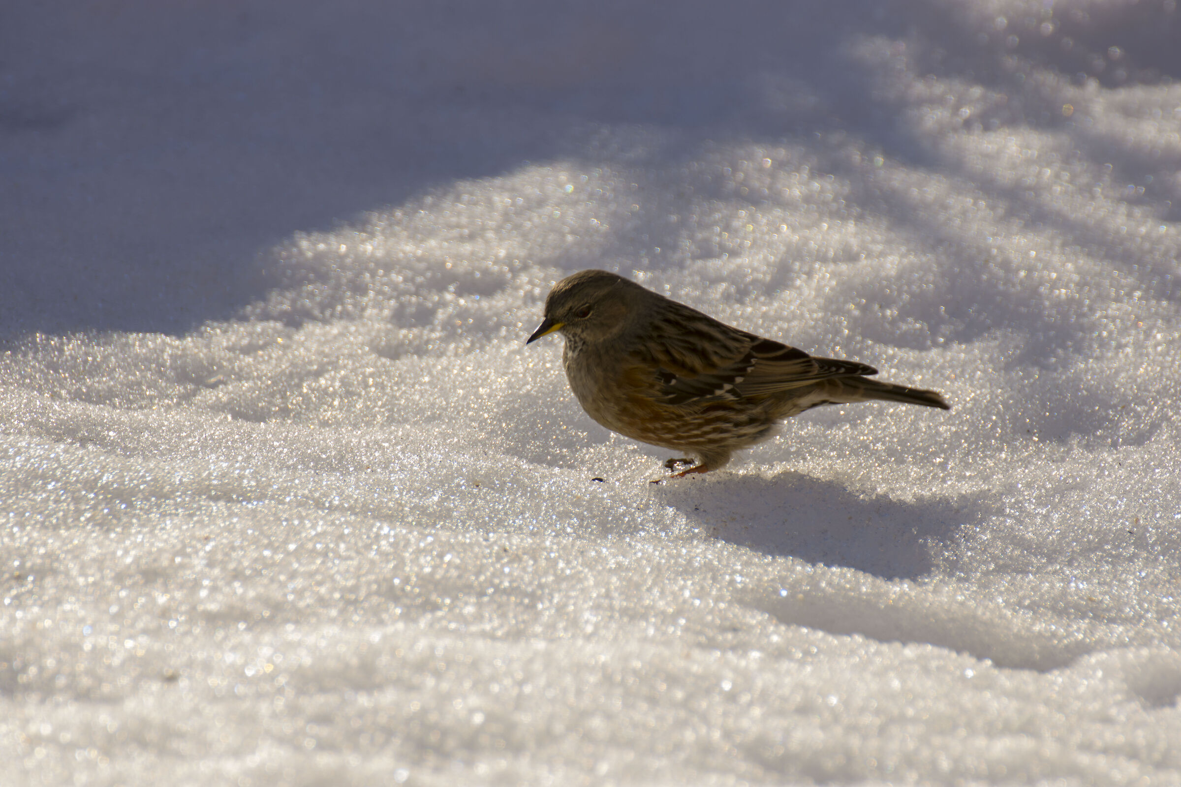 a woodland dweller ventures near the crumbs