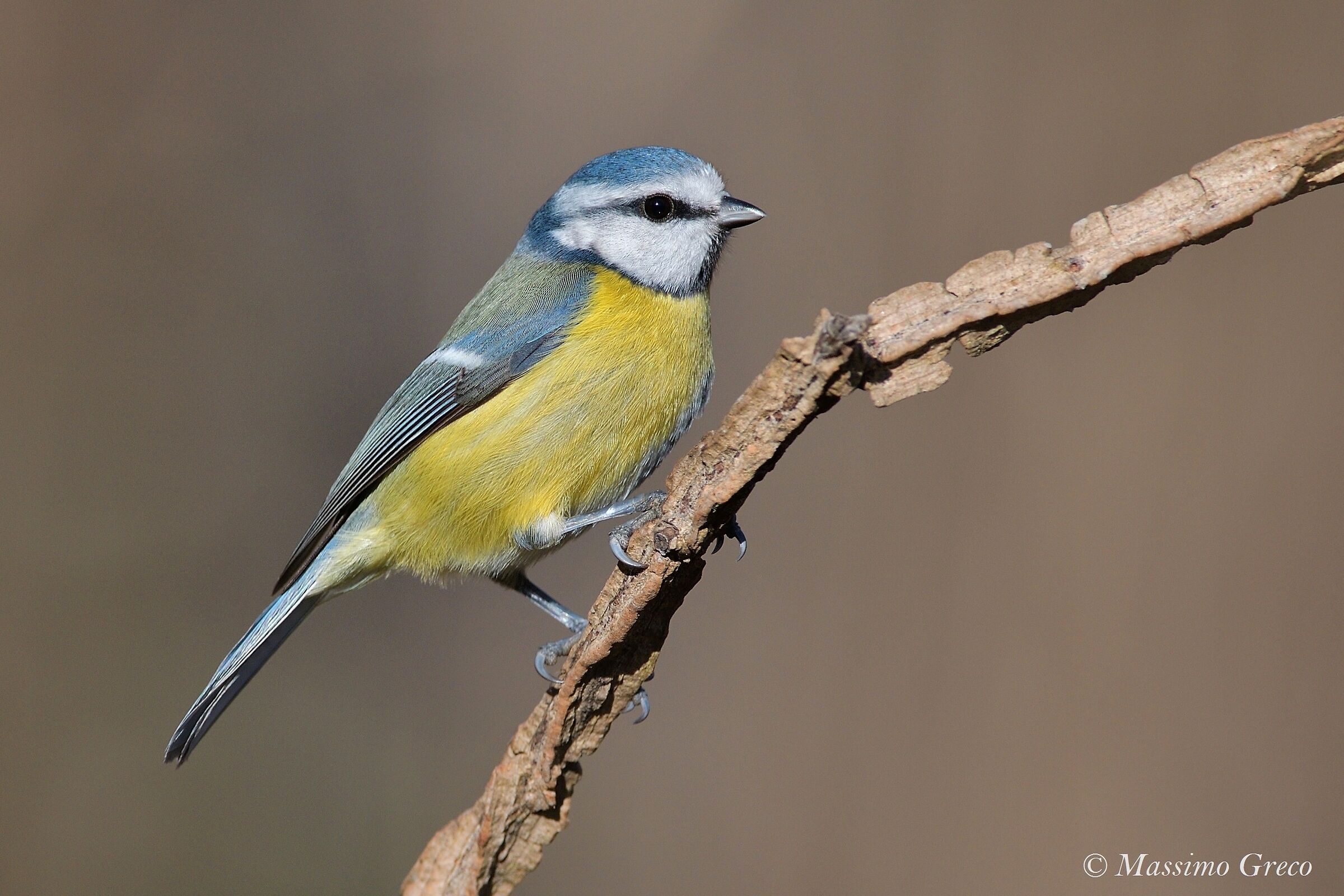 Cinciarella (Cyanistes caeruleus)