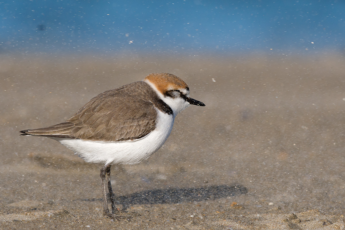 The Fratino and the gust of wind