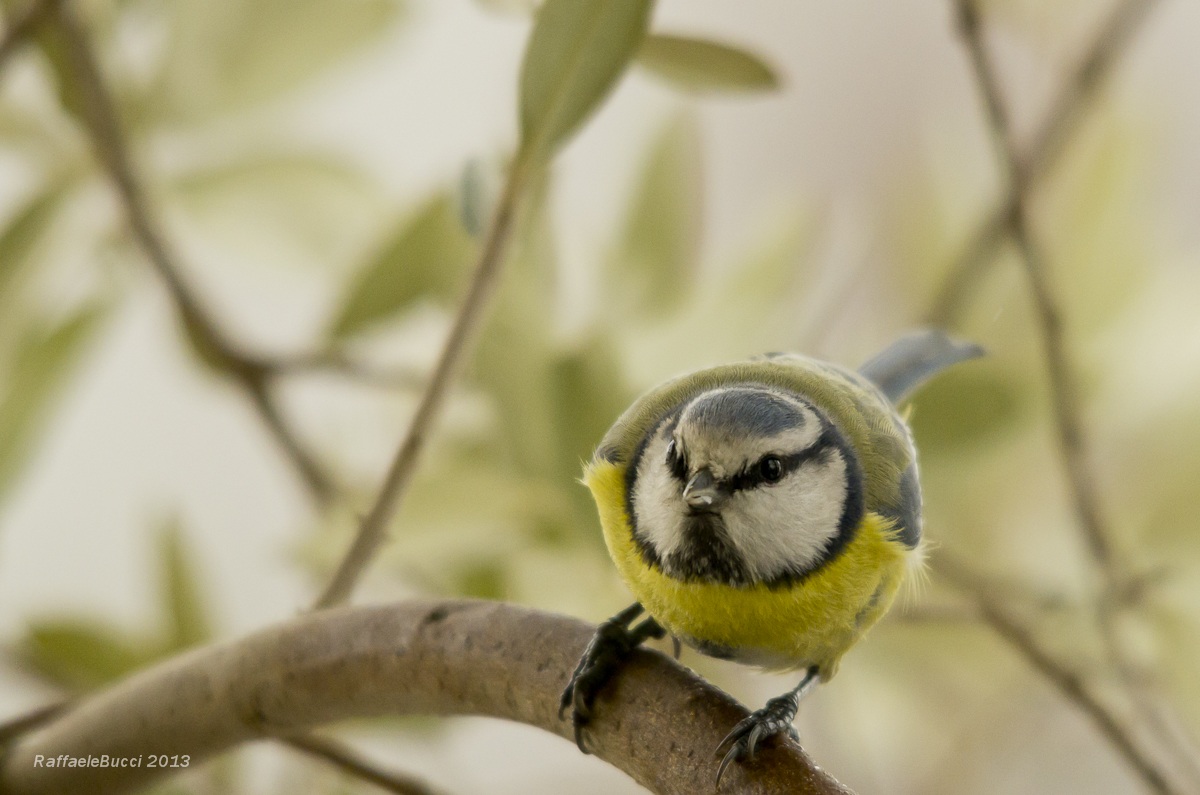 Cinciarella sull'olivo