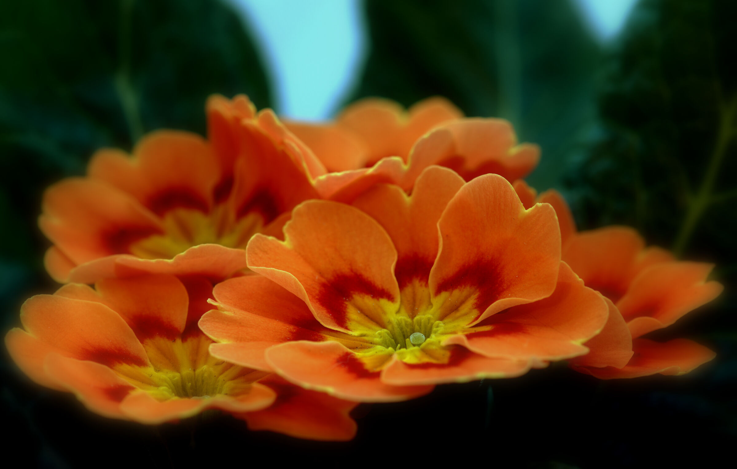 Le prime primule dell'anno