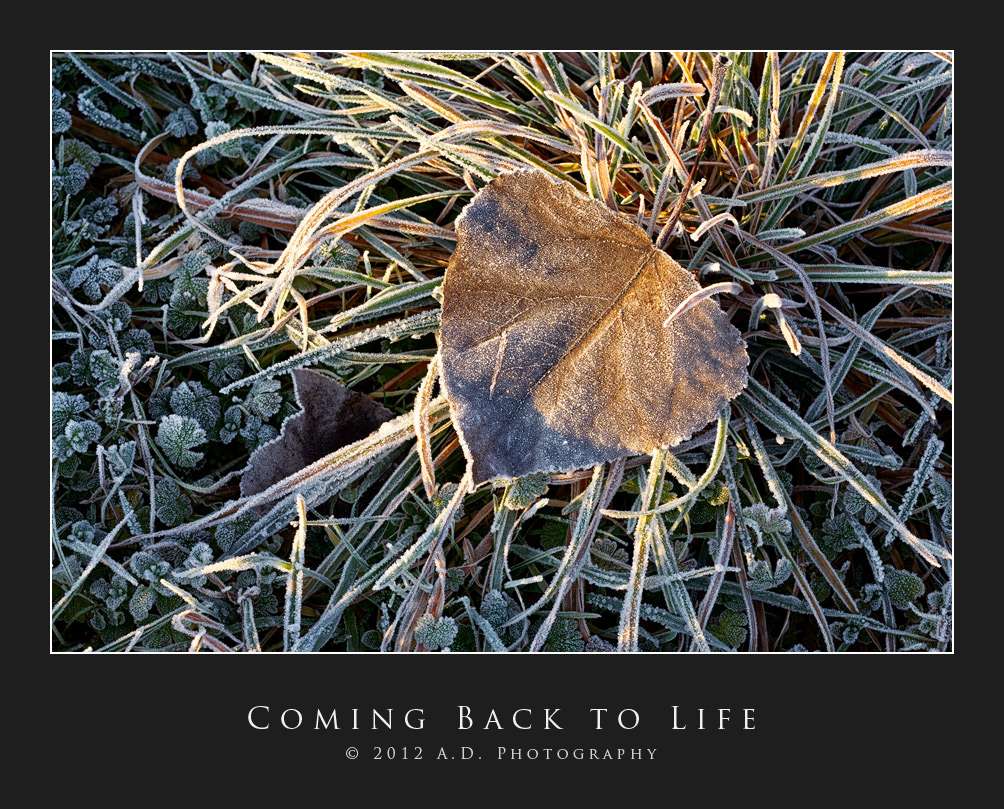Coming Back to Life