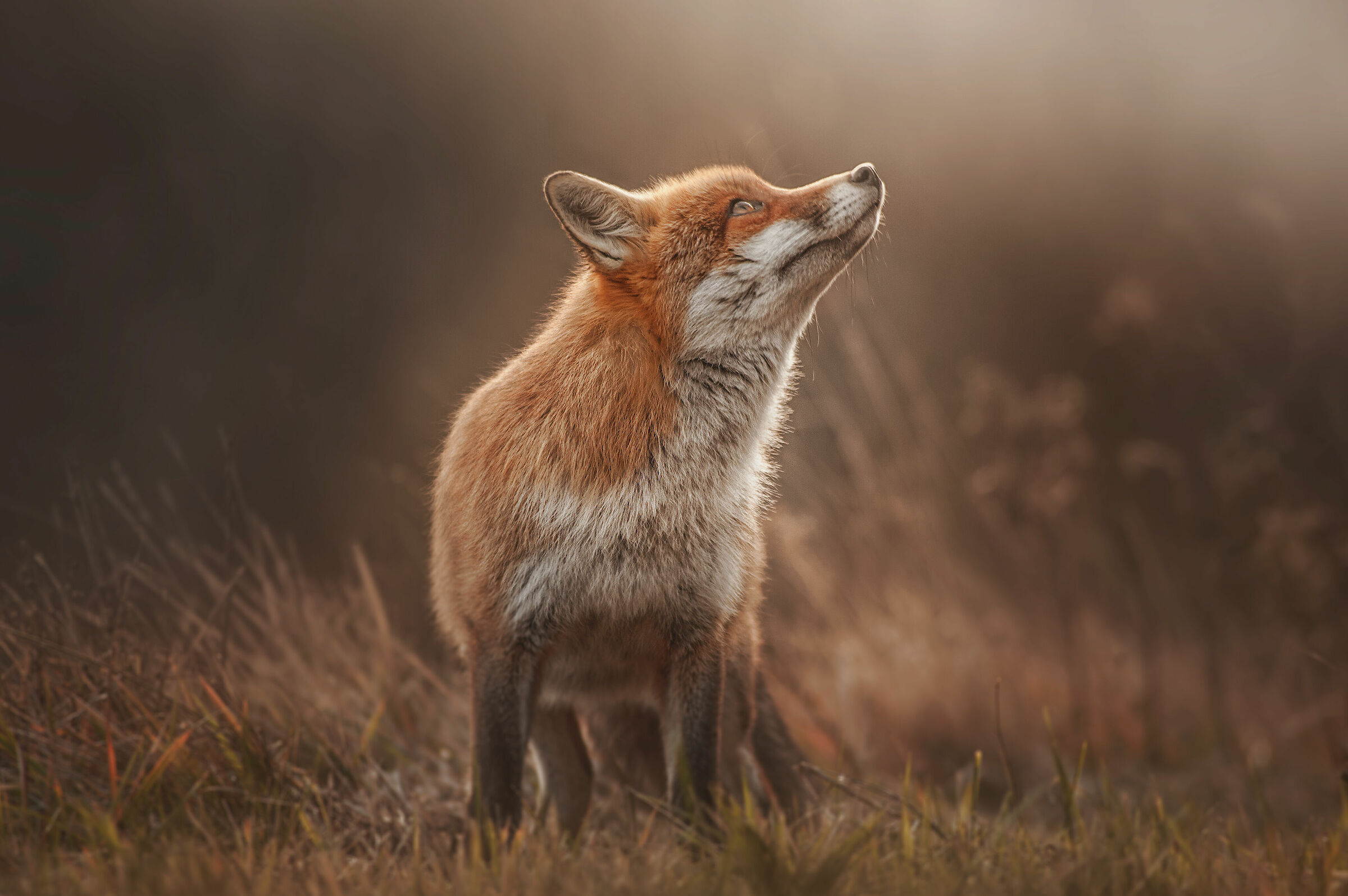 surprised in the woods