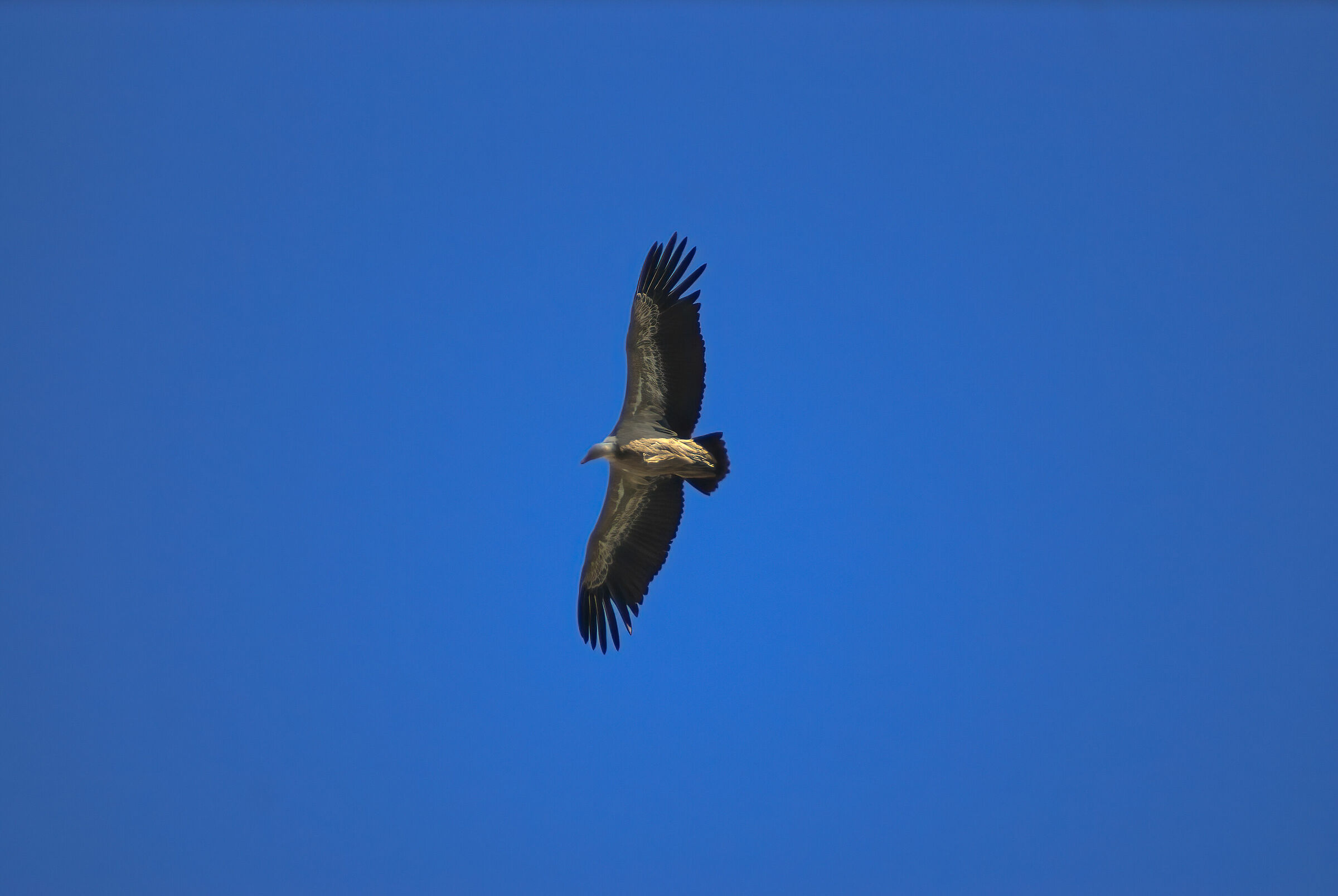 Grifone(Gyps fulvus) 2