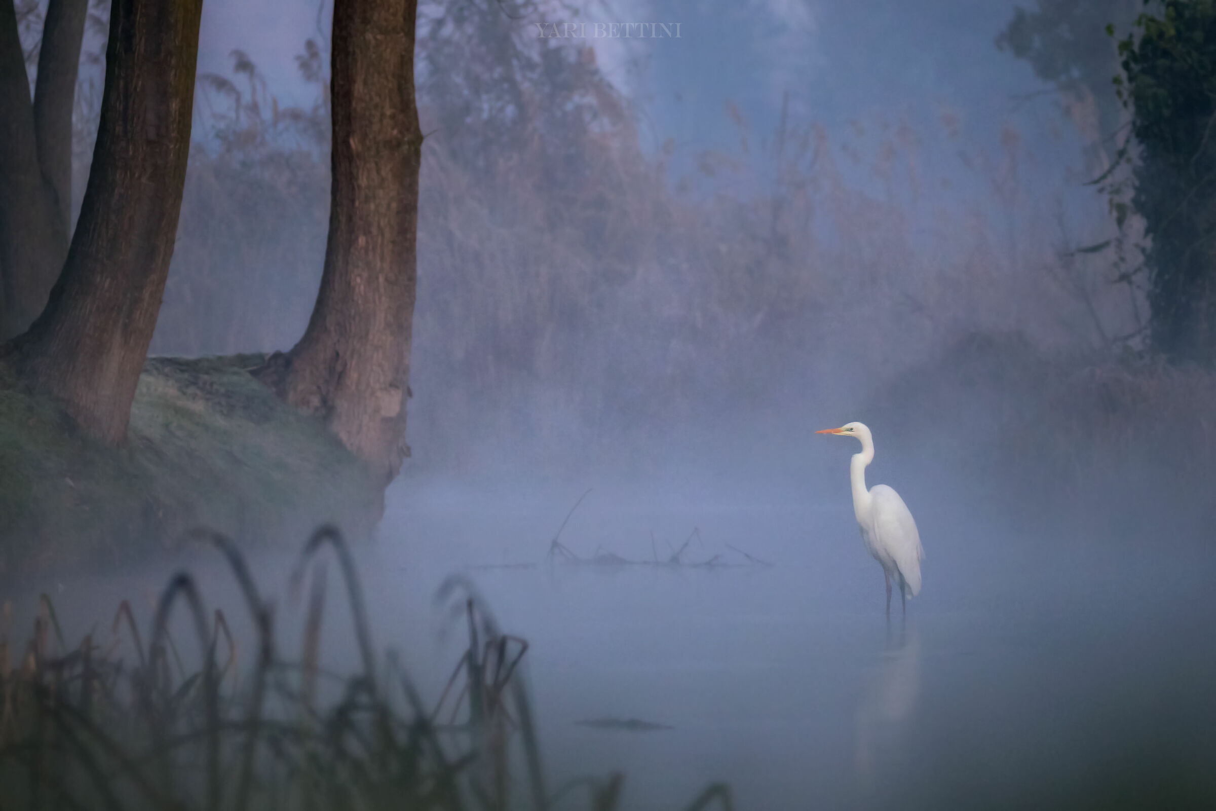 Ardea alba (Airone bianco maggiore)