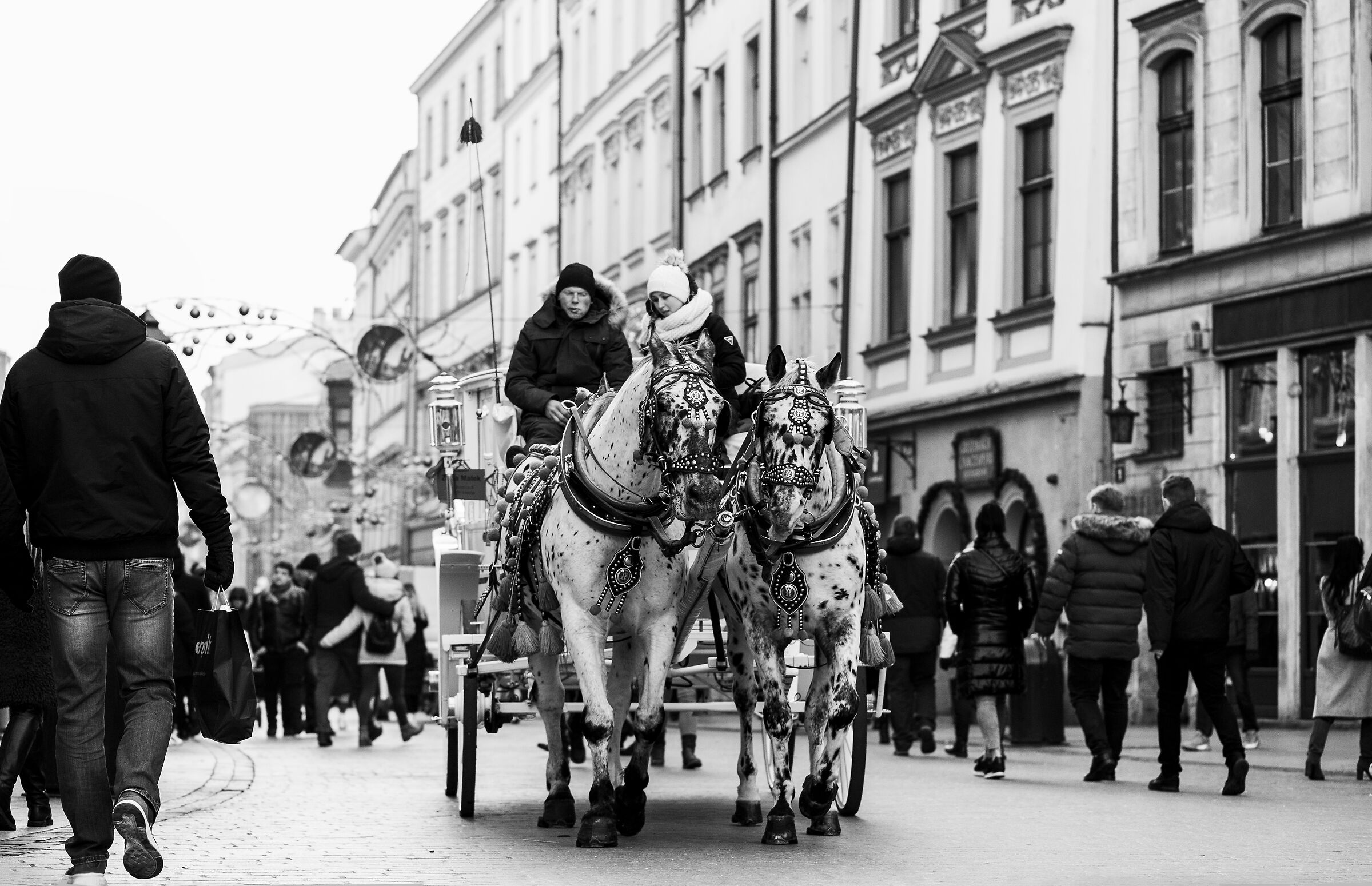 Horses in Krakow