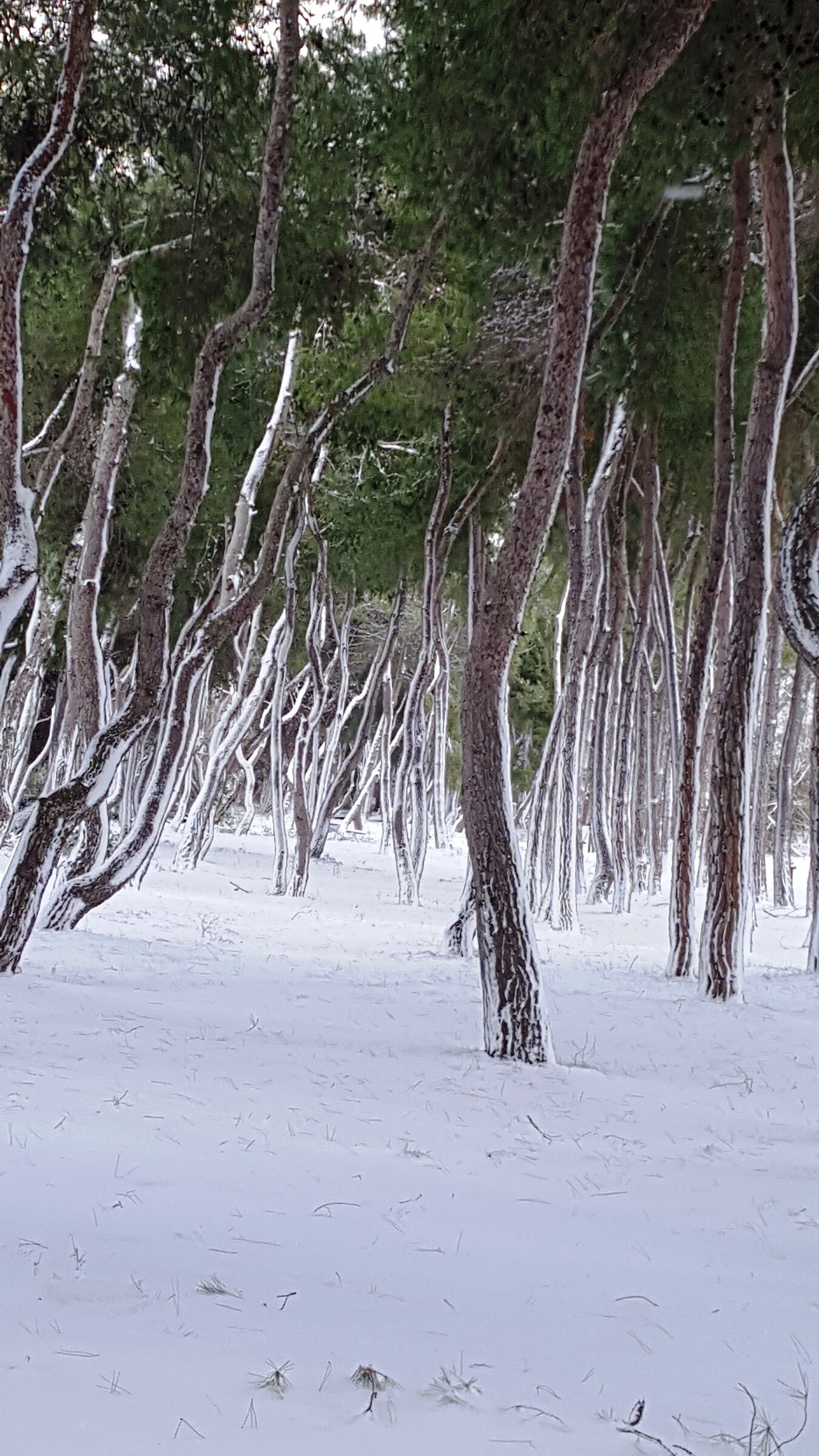 Pineforest pine forest under snow