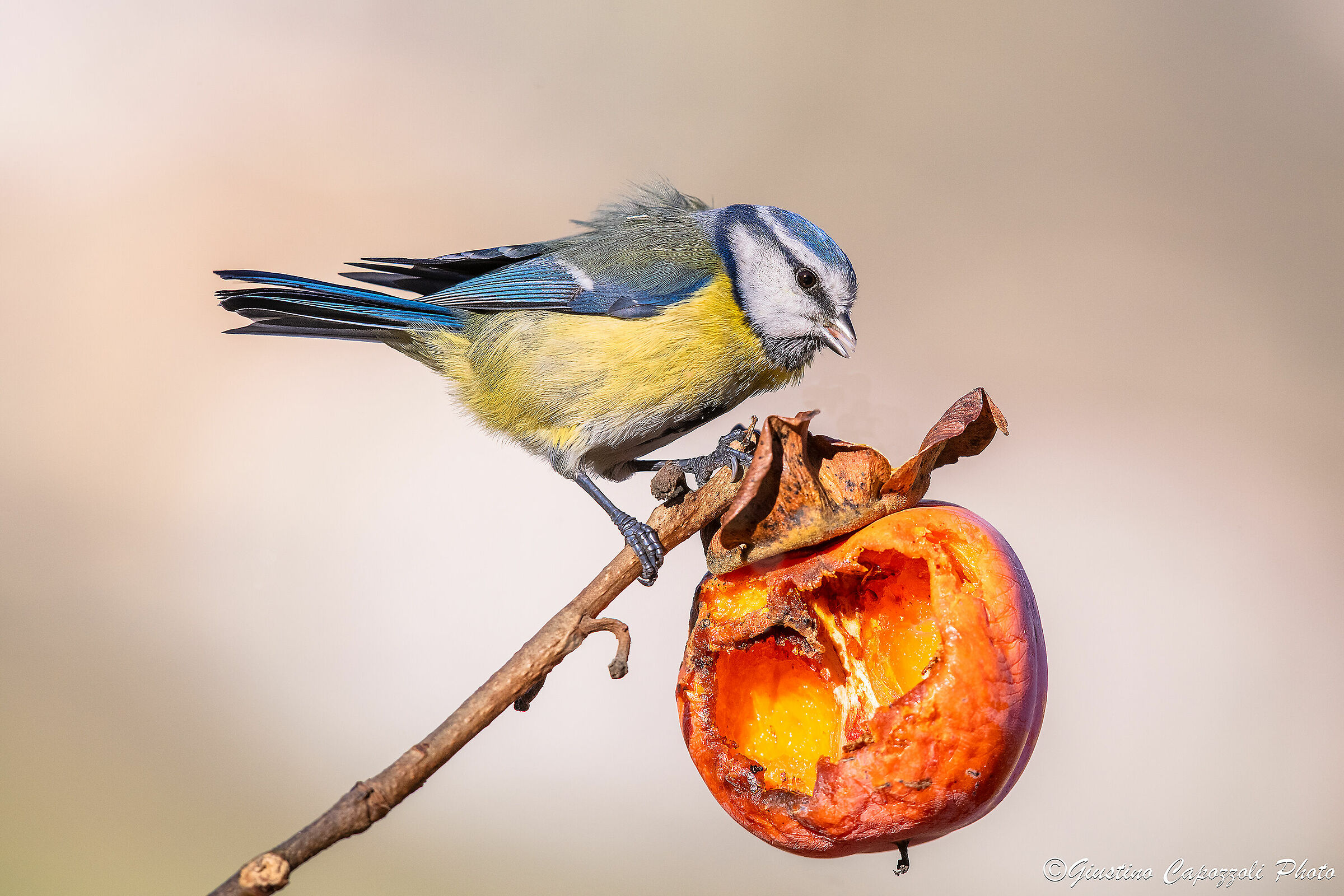 The Cinciarella and the Kako