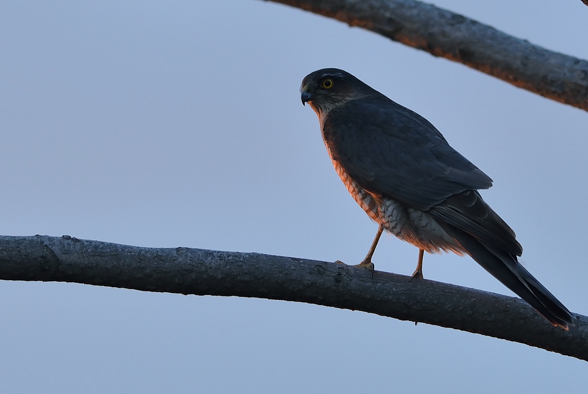 Eurasian sparrowhawk