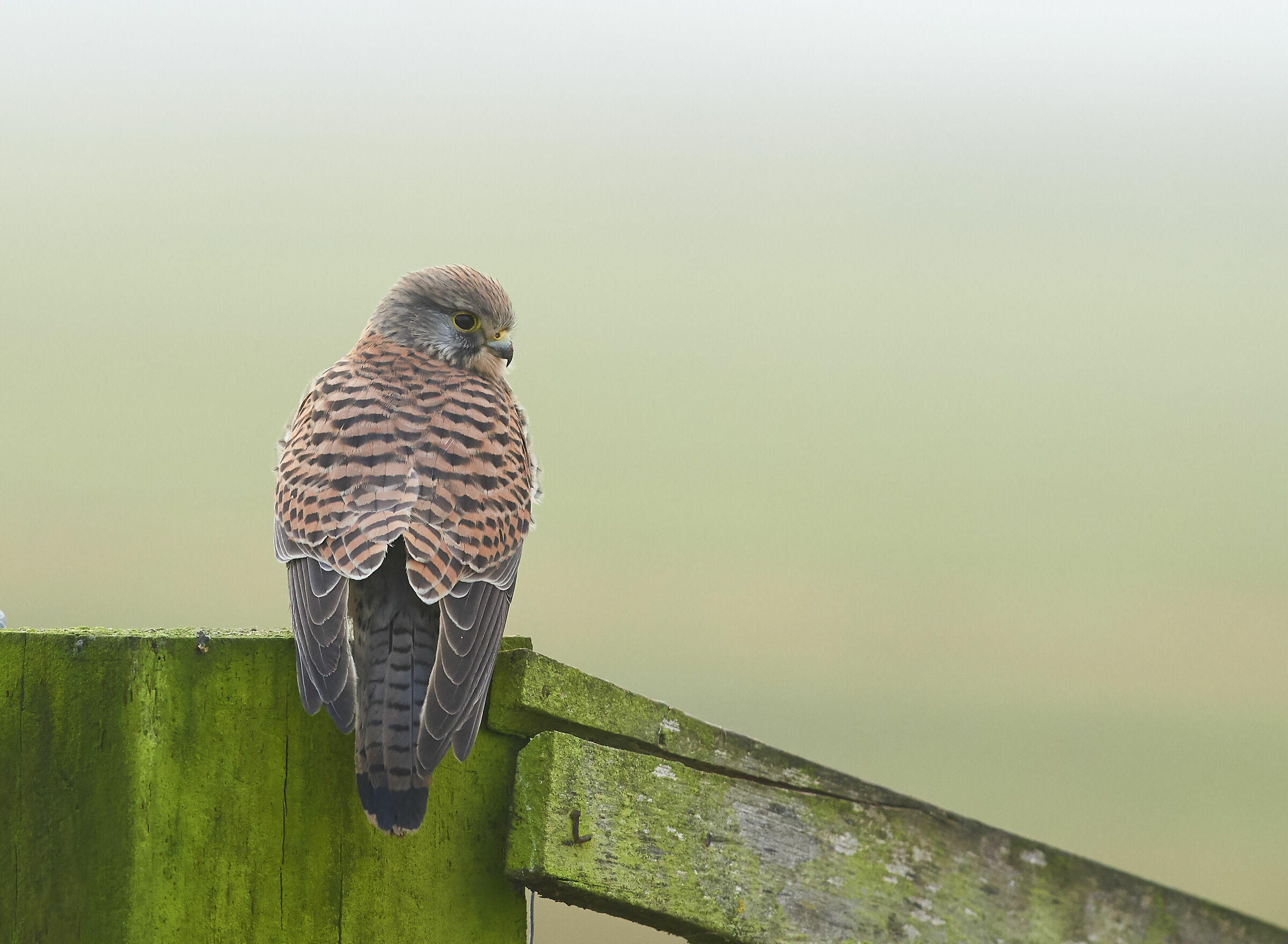 Kestrel