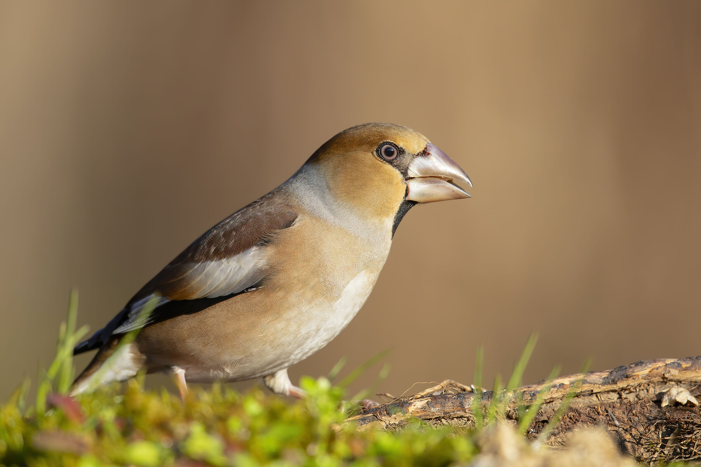 Coccothraustes coccothraustes ( Frosone)