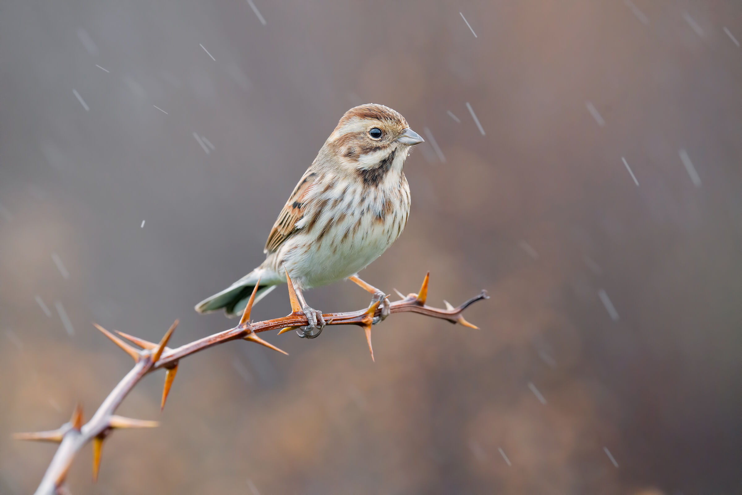 Test Sony a7riv + Sony FE 200-600mm  ISO 6400 4K